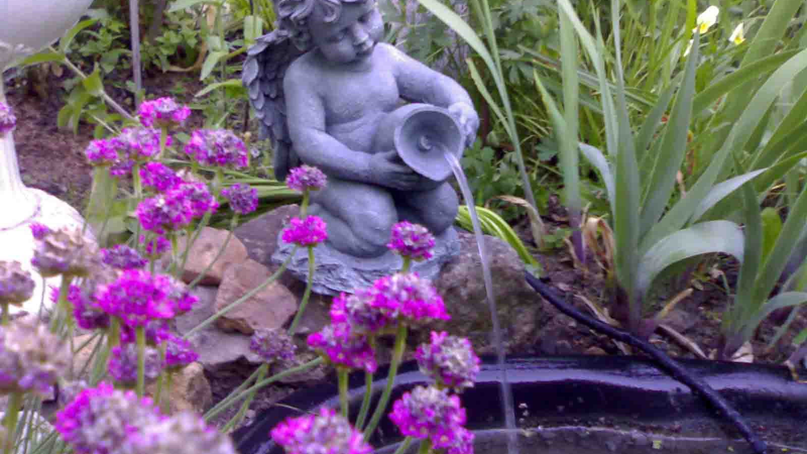 Красивые цветы армерия в саду