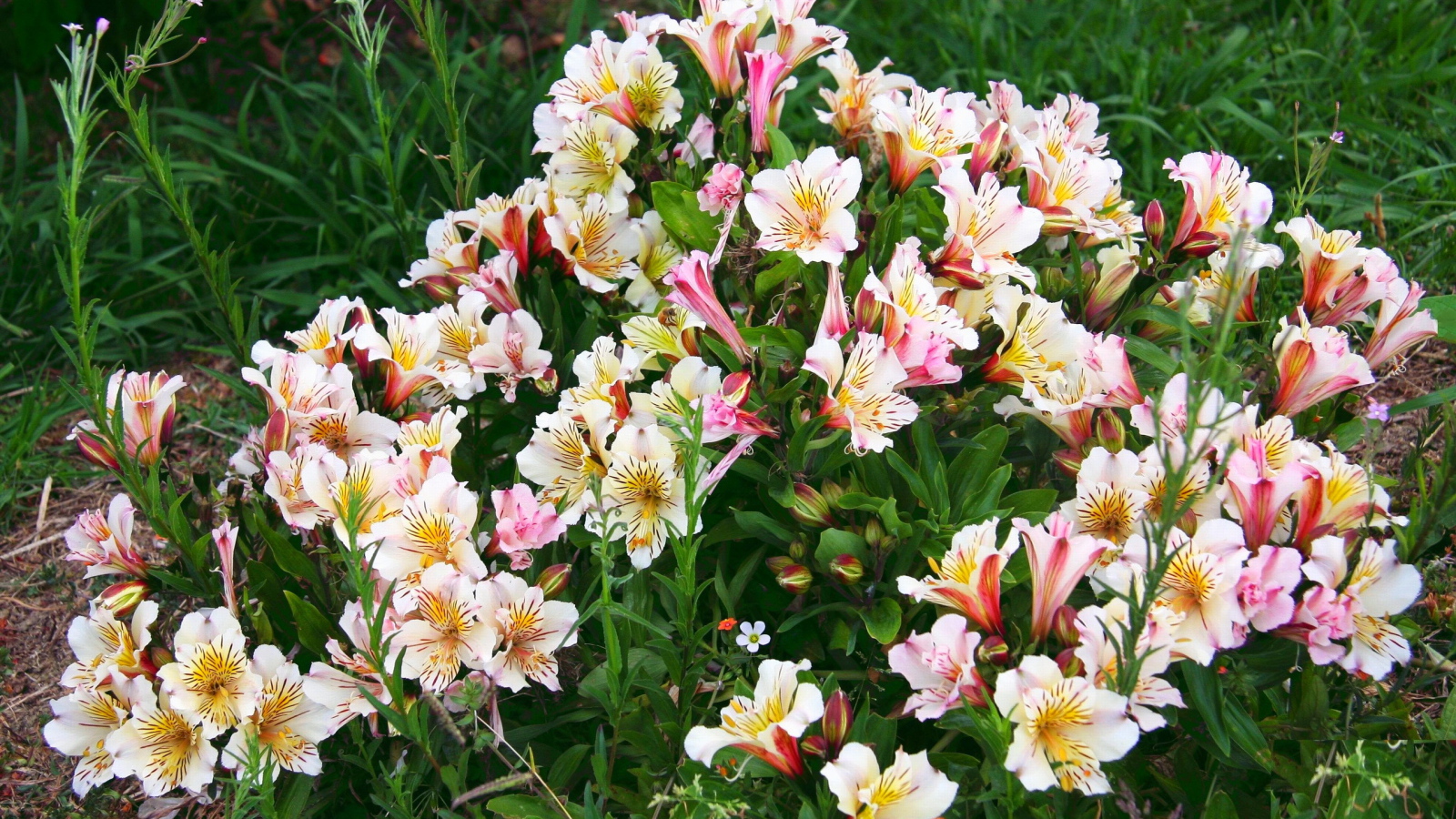 Красивые цветы альстремерия в парке