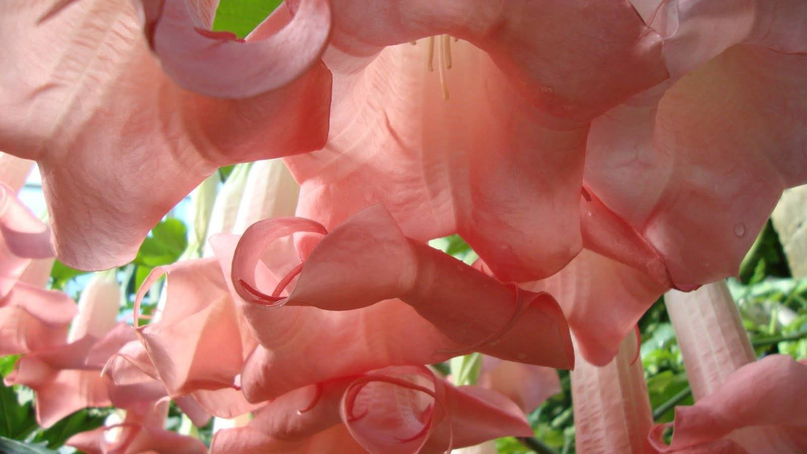 Красивые цветы бругмансия в парке