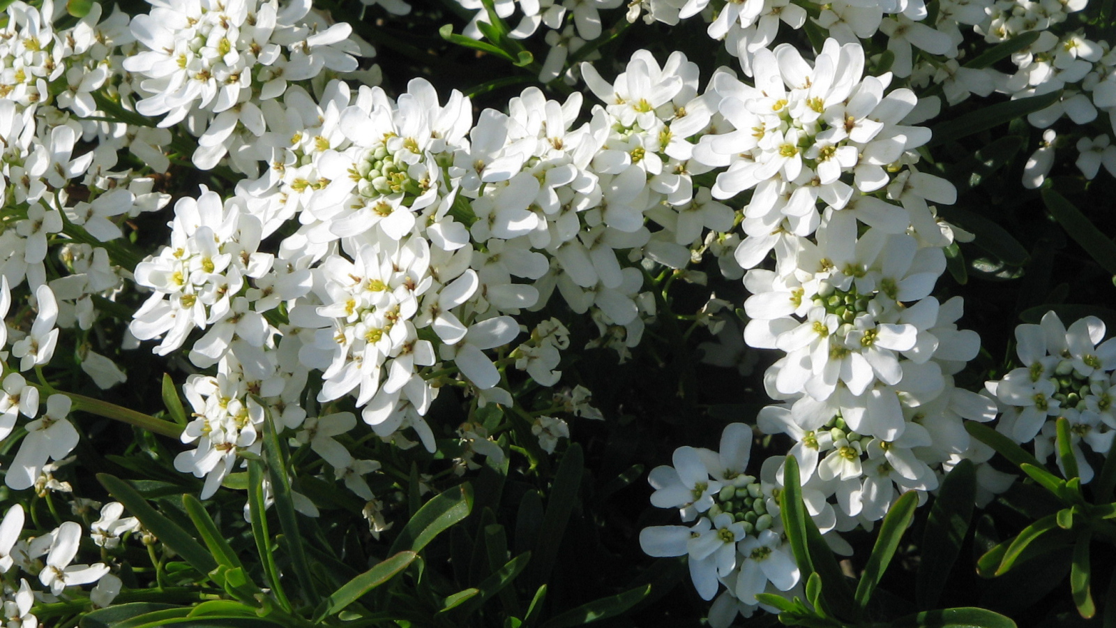 Красивые цветы иберис в парке