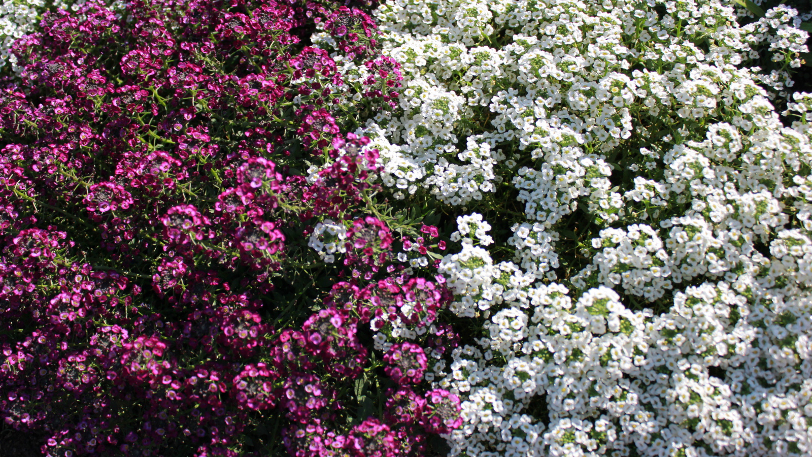 Красивые цветы алиссум в парке