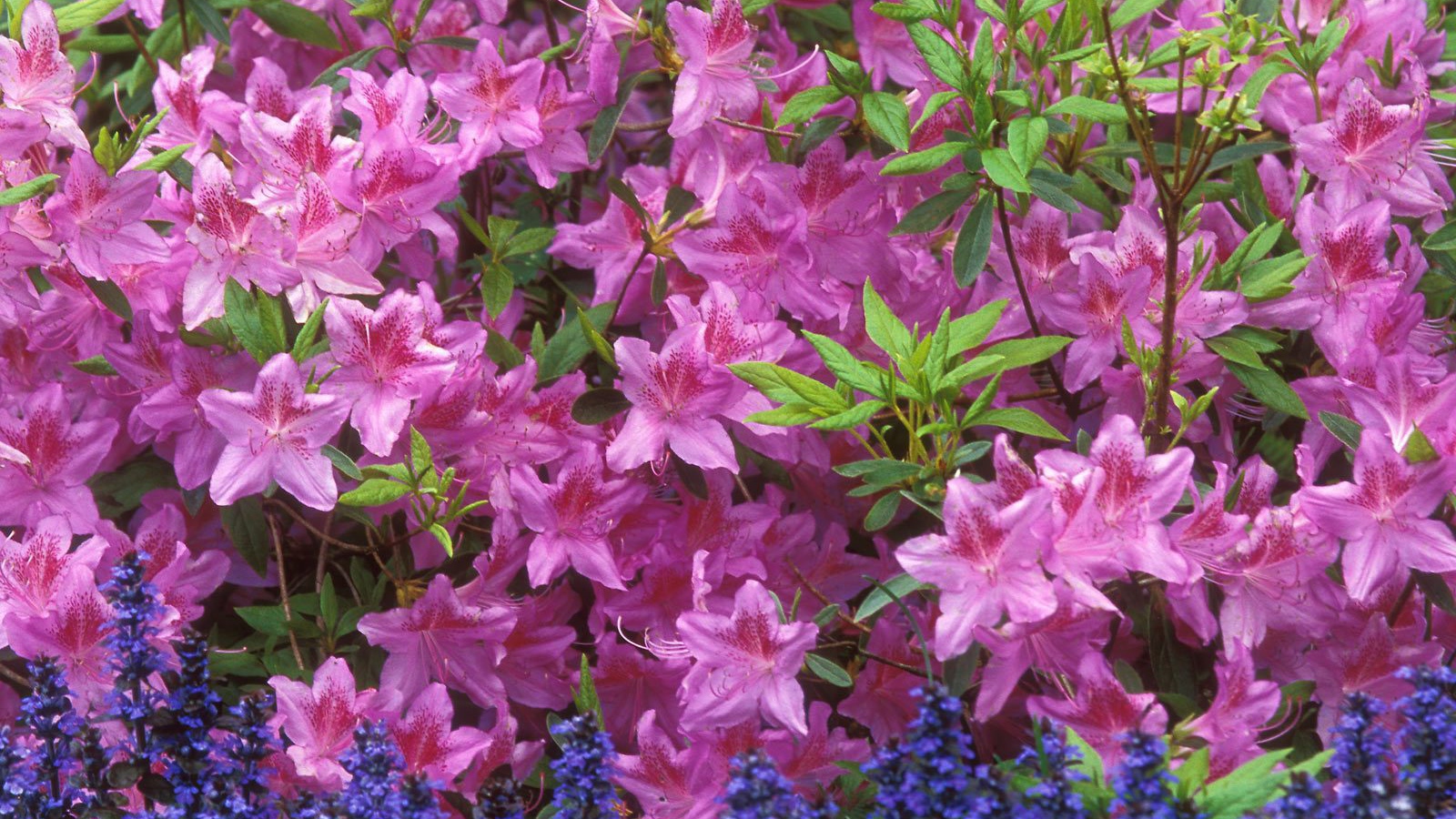 Красивые цветы аюга в парке