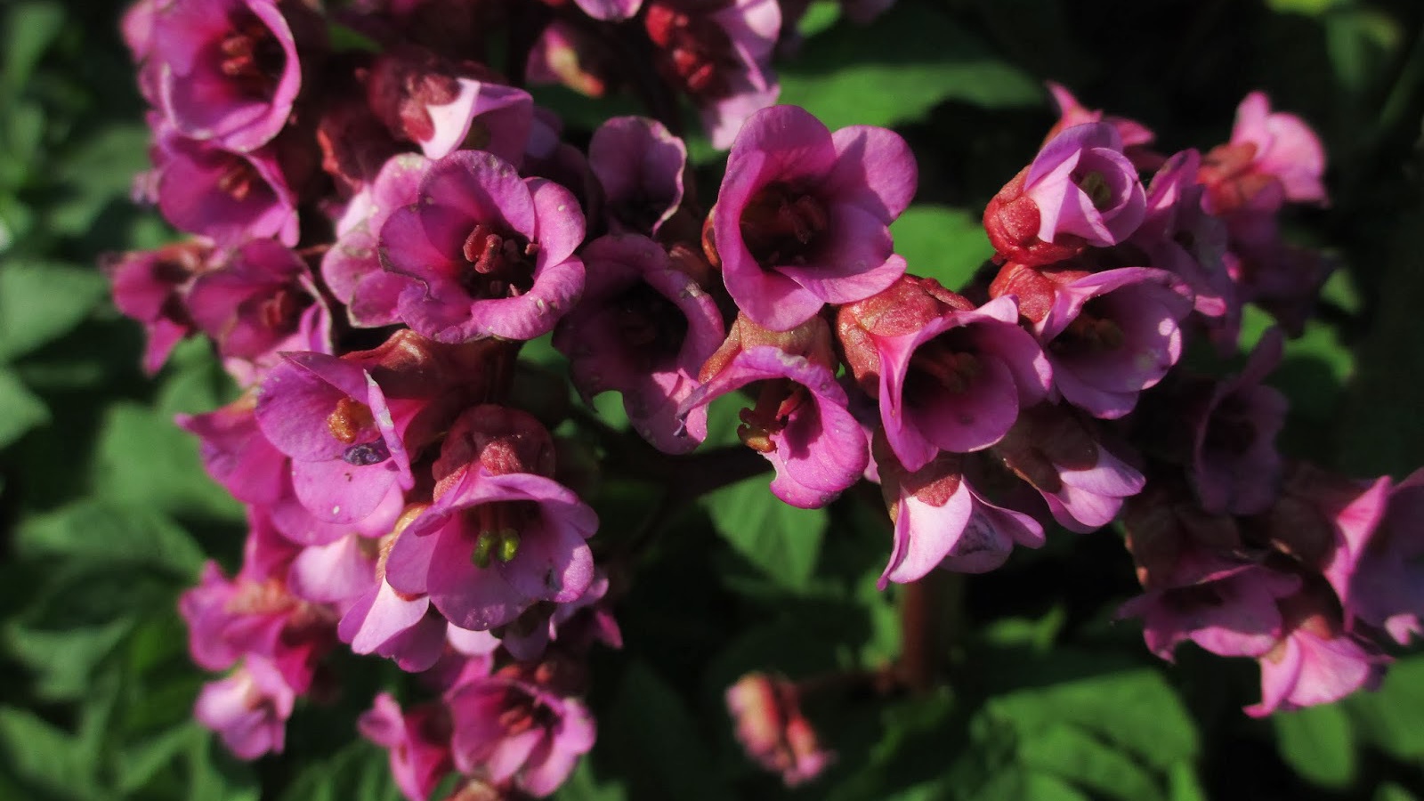 Красивые цветы бадан в парке