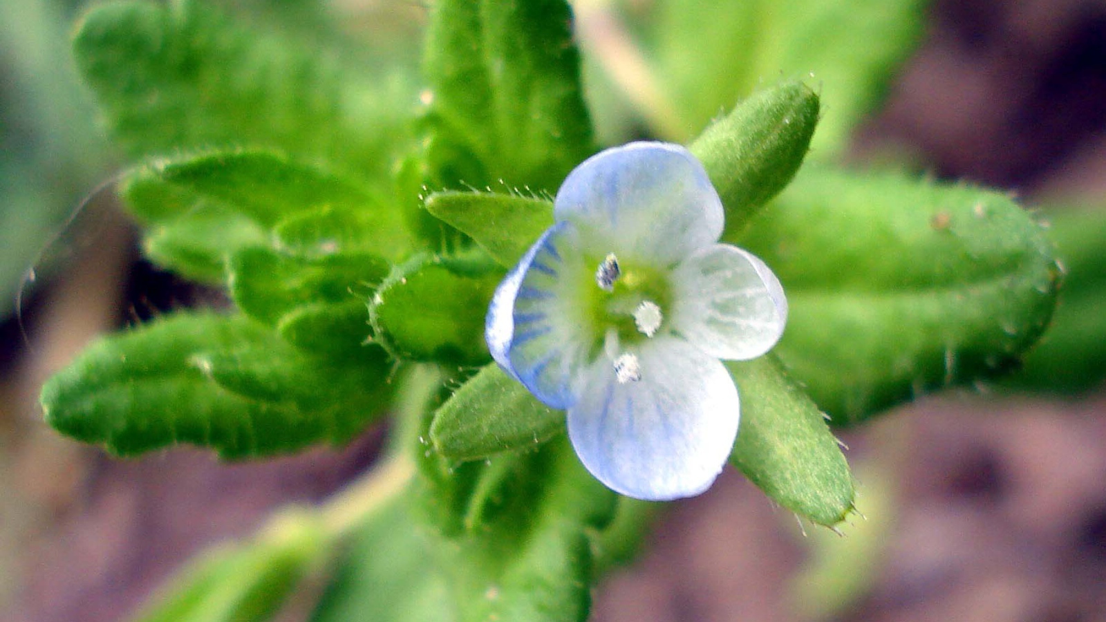 Красивые цветы вероника в парке