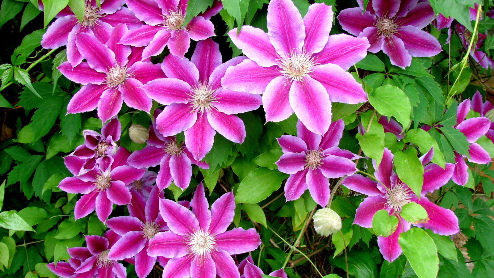 Красивые цветы клематис на поляне