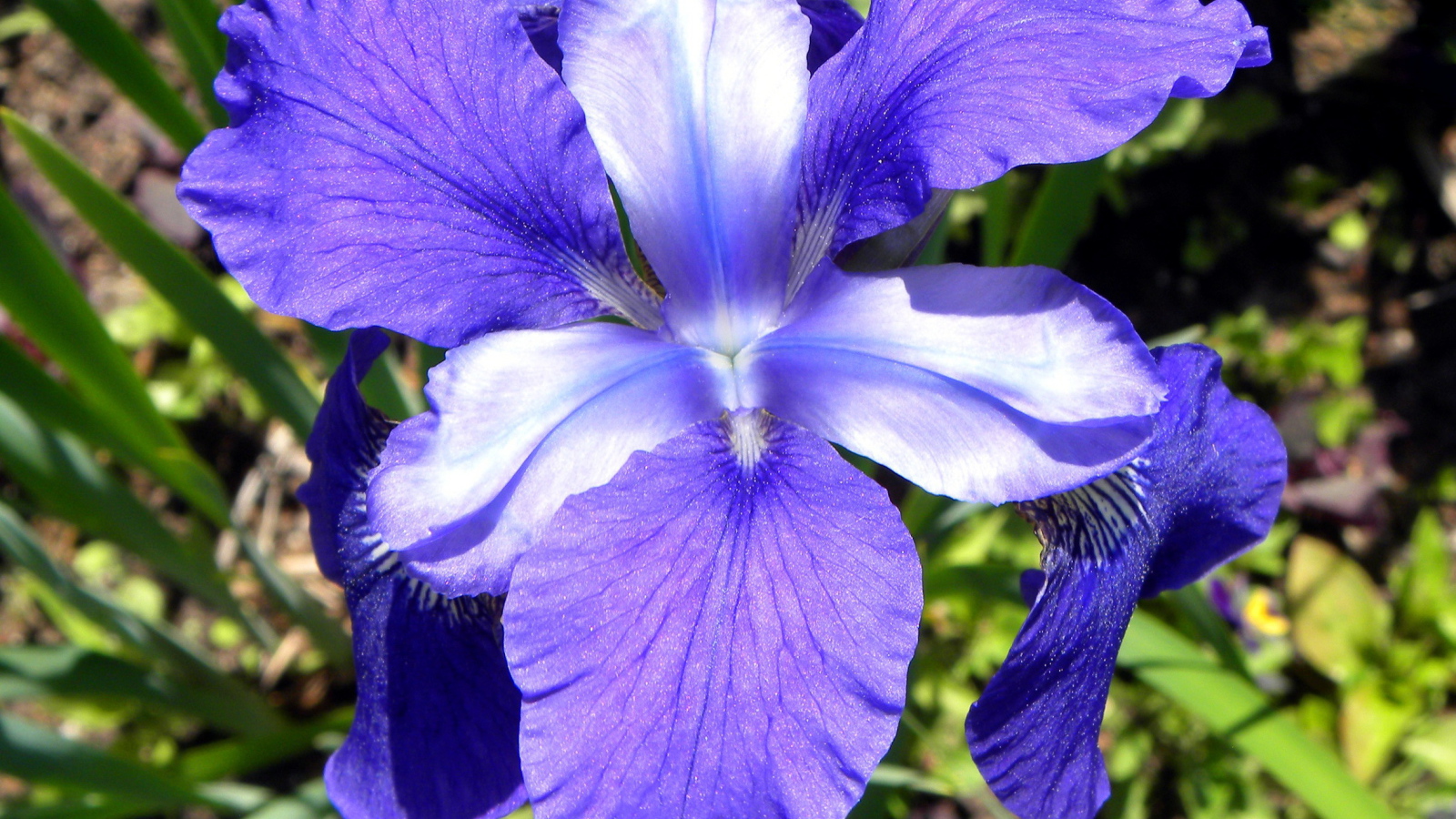 Красивые цветы ирисы на поляне