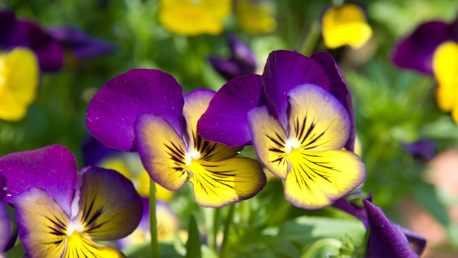 Красивые цветы желто-фиолетовые анютины глазки