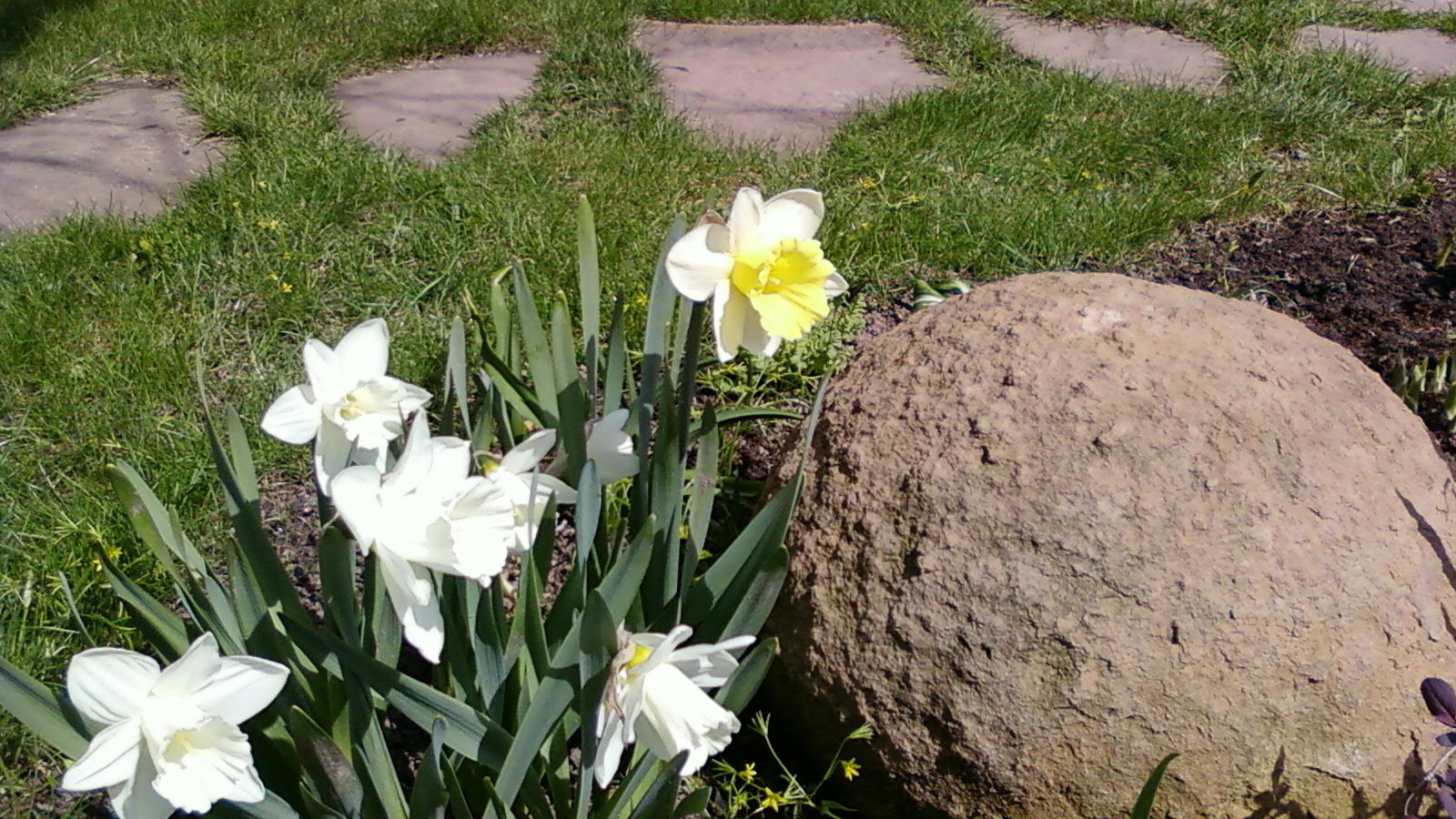 Красивые цветы нектароскордум на дачном участке