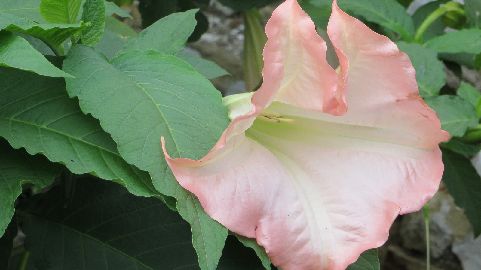 На поляне красивые цветы бругмансия