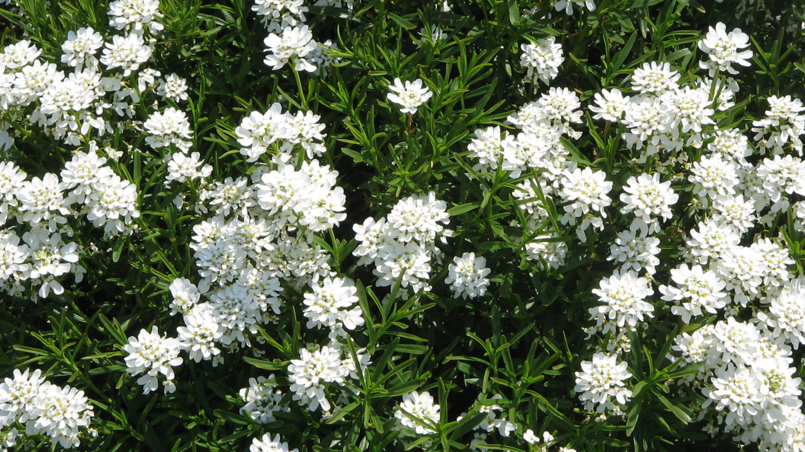 На поляне красивые цветы иберис