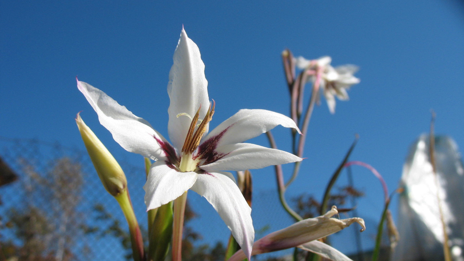 Красивые цветы ацидантера на поляне