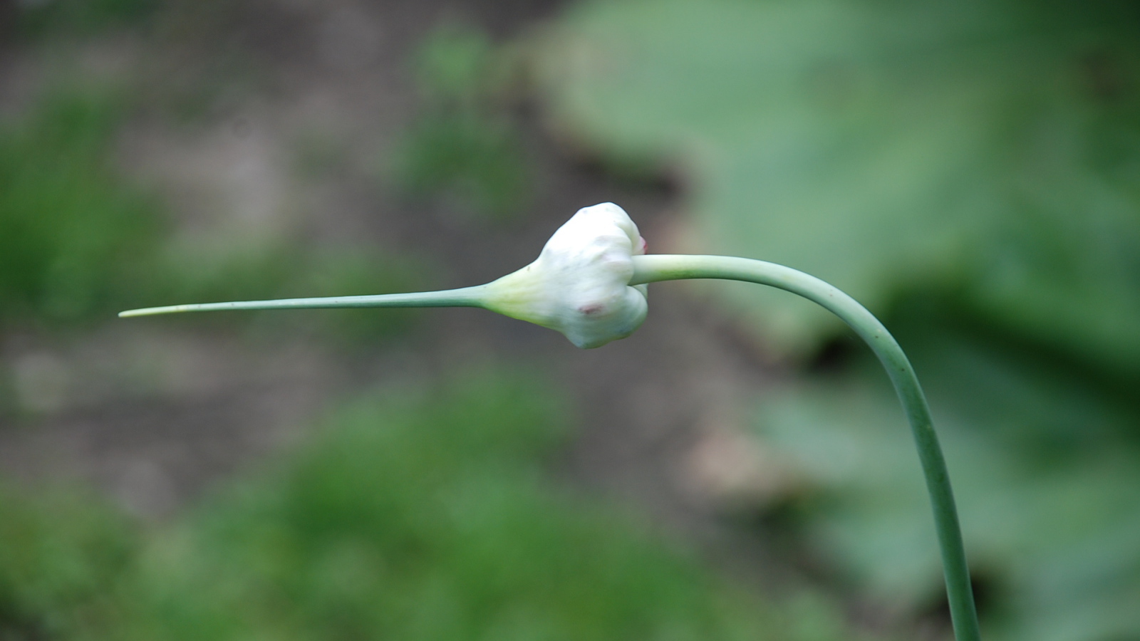 На поляне красивые цветы нектароскордум 