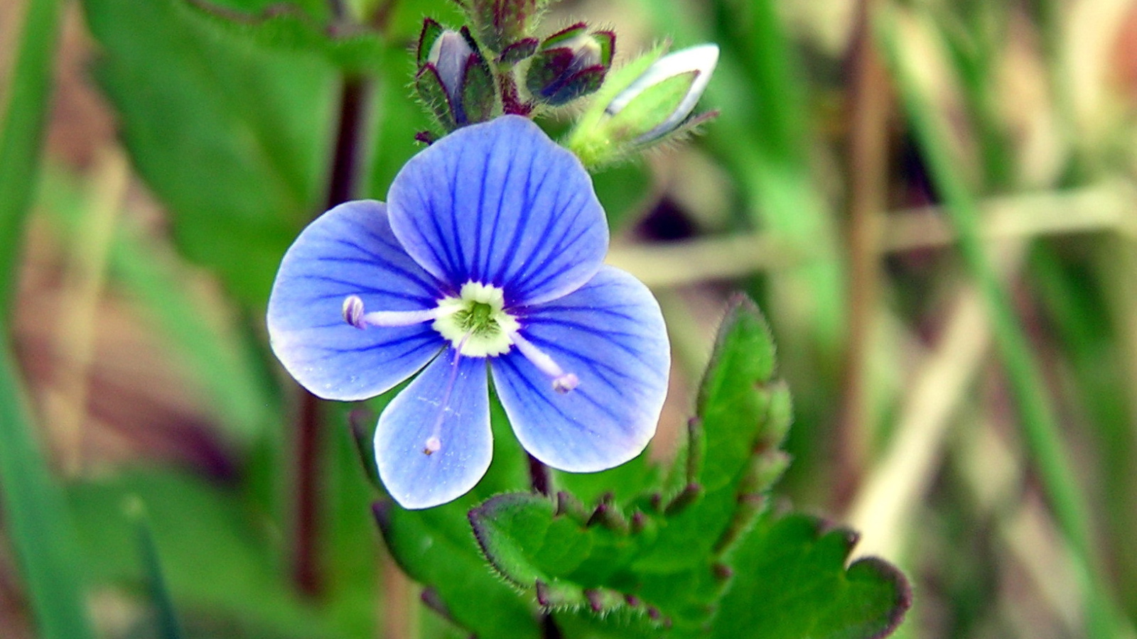 Красивые цветы вероника на поляне