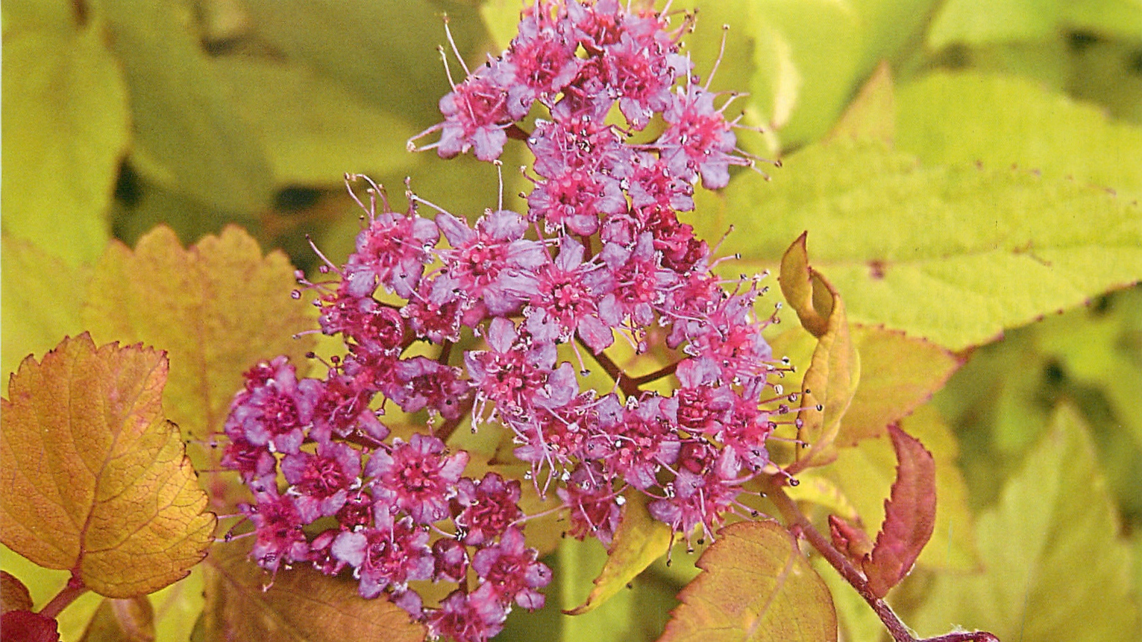 На поляне красивые цветы спирея