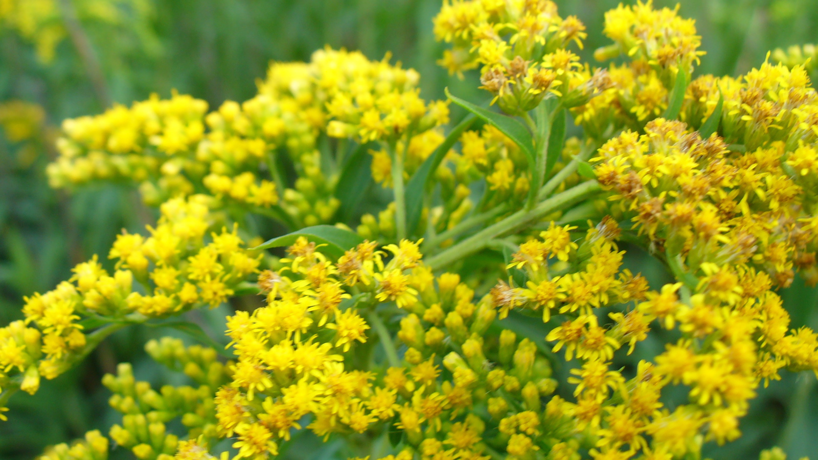 На поляне красивые цветы венидиум