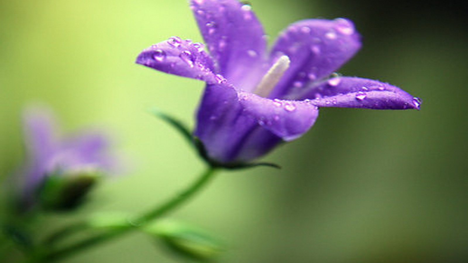 На поляне красивые цветы колокольчики