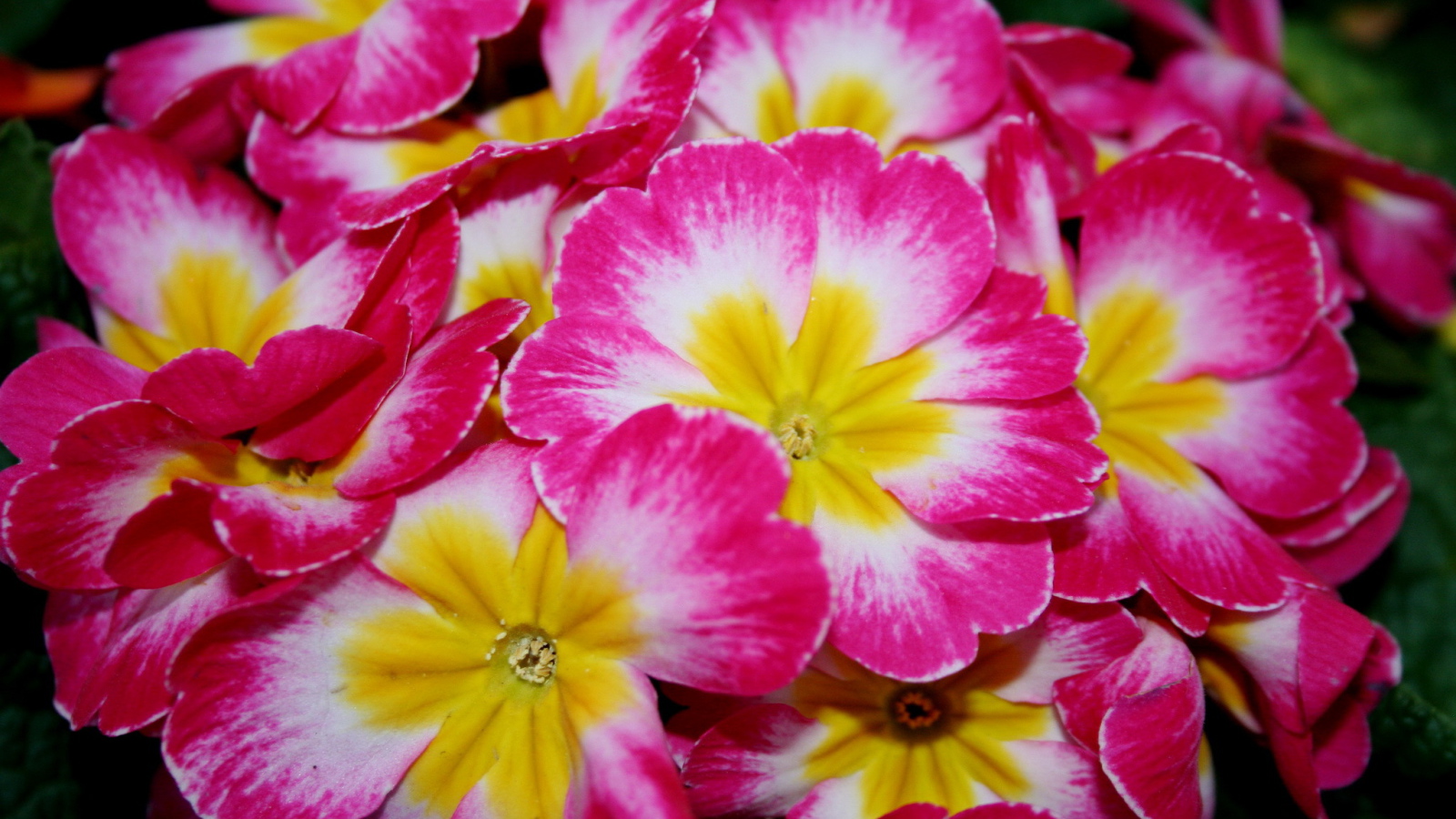 Красивые цветы примула на клумбе в саду