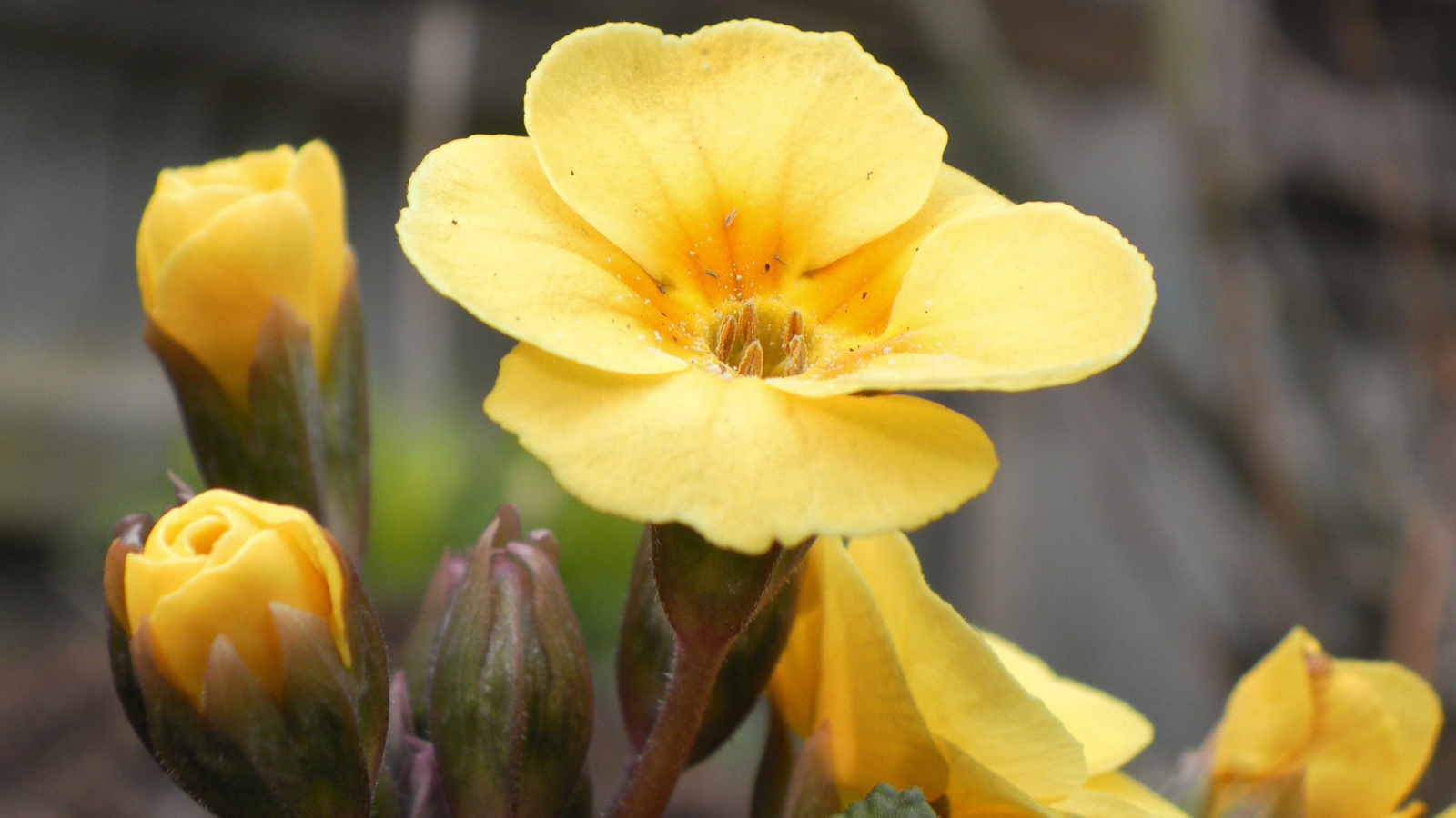 Красивые цветы примула на поляне