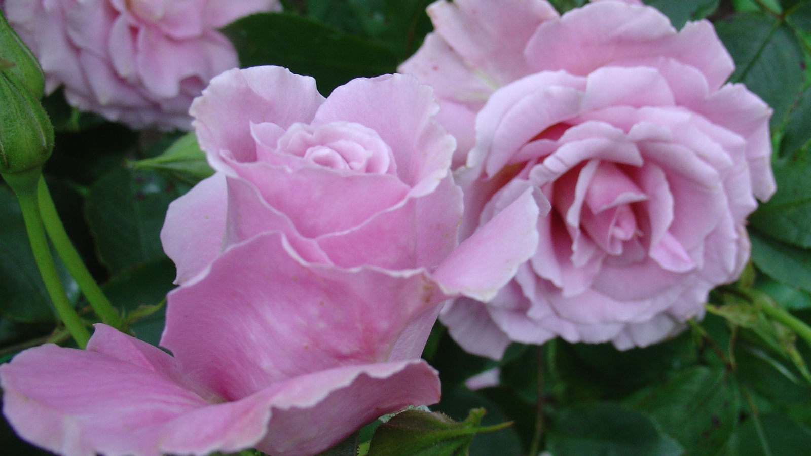 Красивые цветы кустарниковые розы на поляне