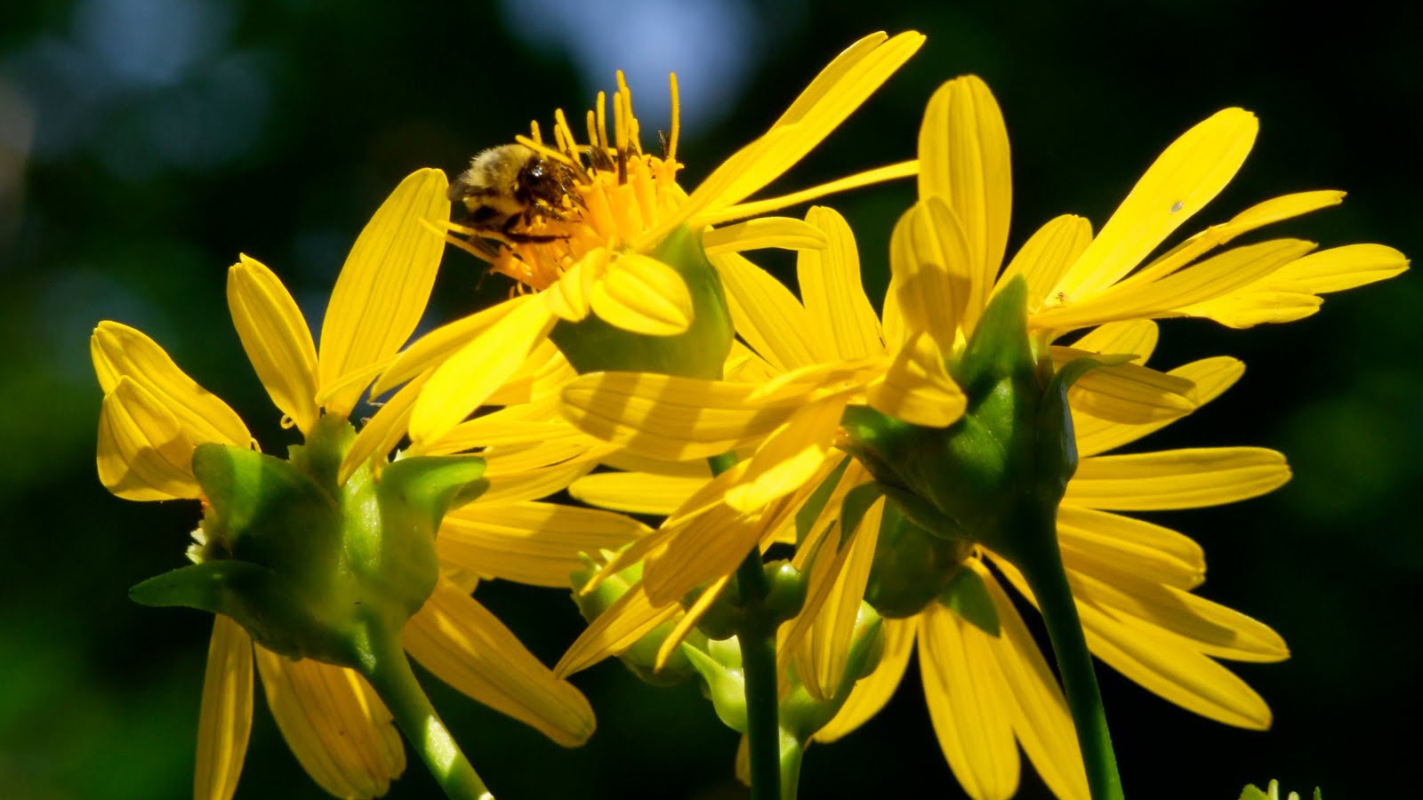 Красивые цветы венидиум (астровые) в саду