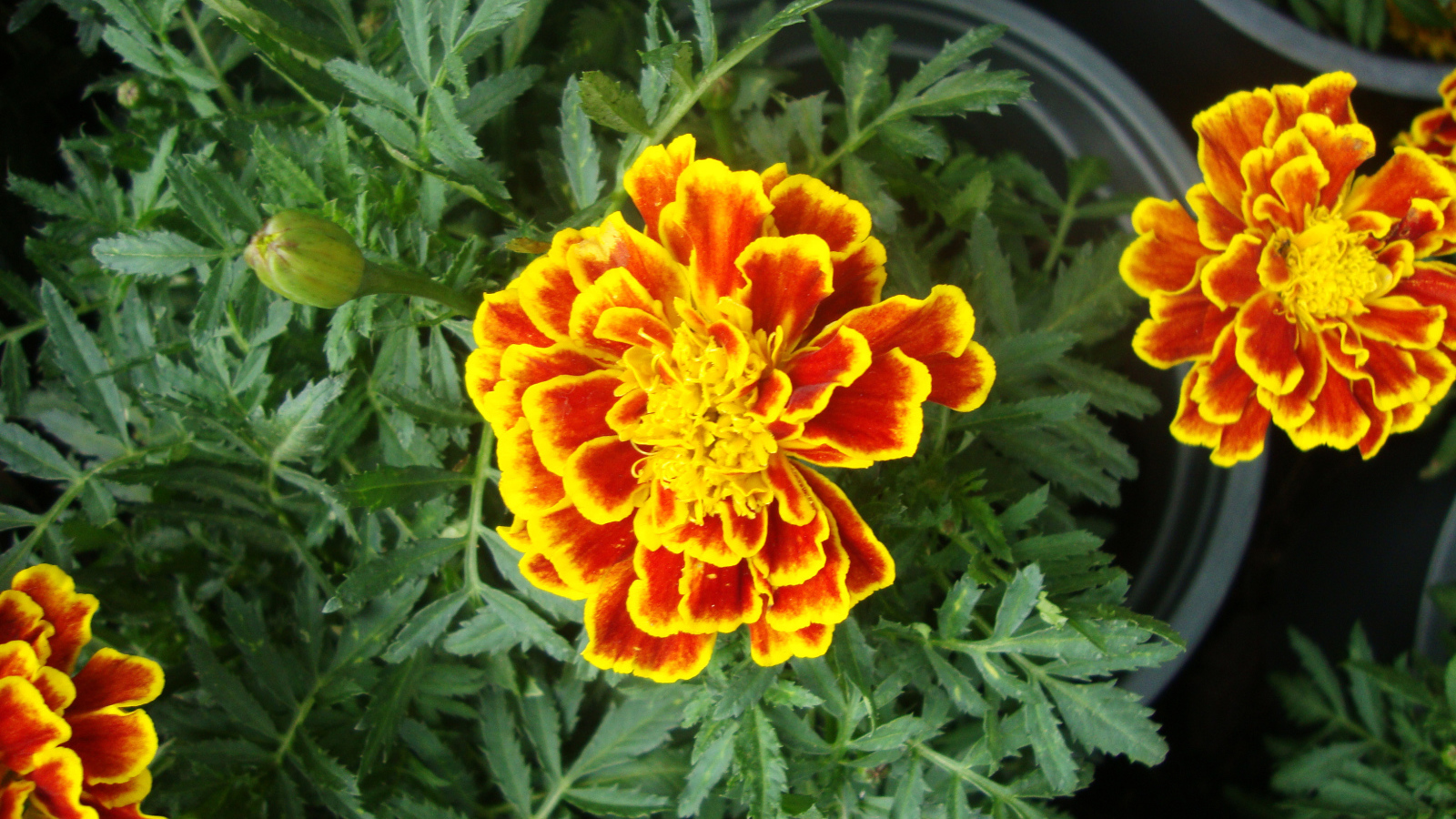 Красивые цветы венидиум (астровые) в парке