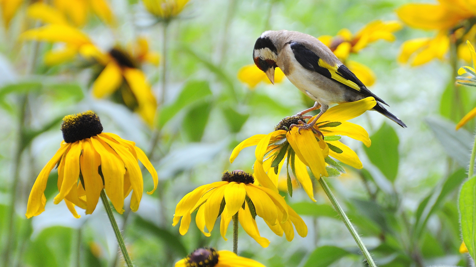 Красивая рудбекия в саду