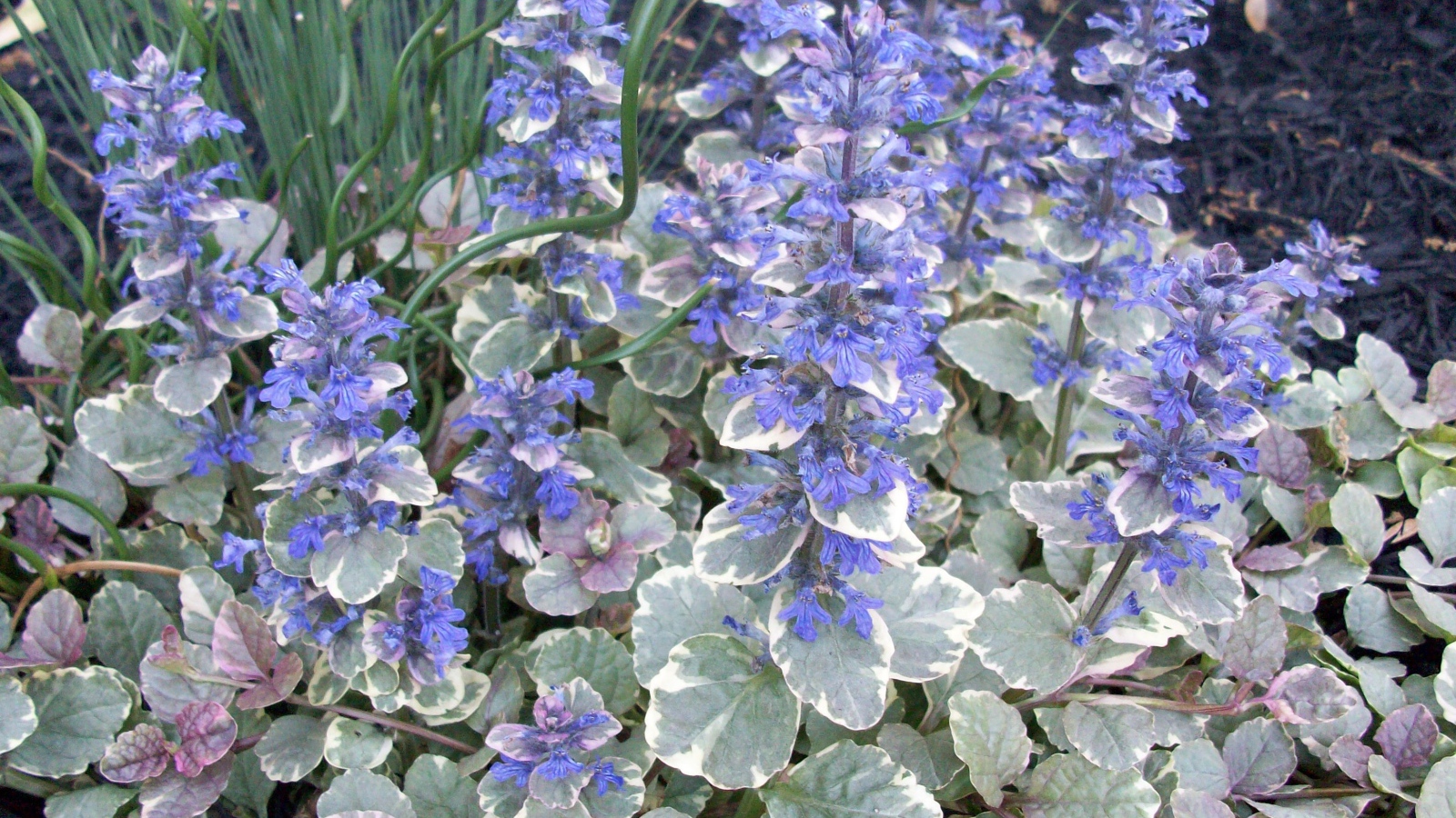 Красивая аюга в саду