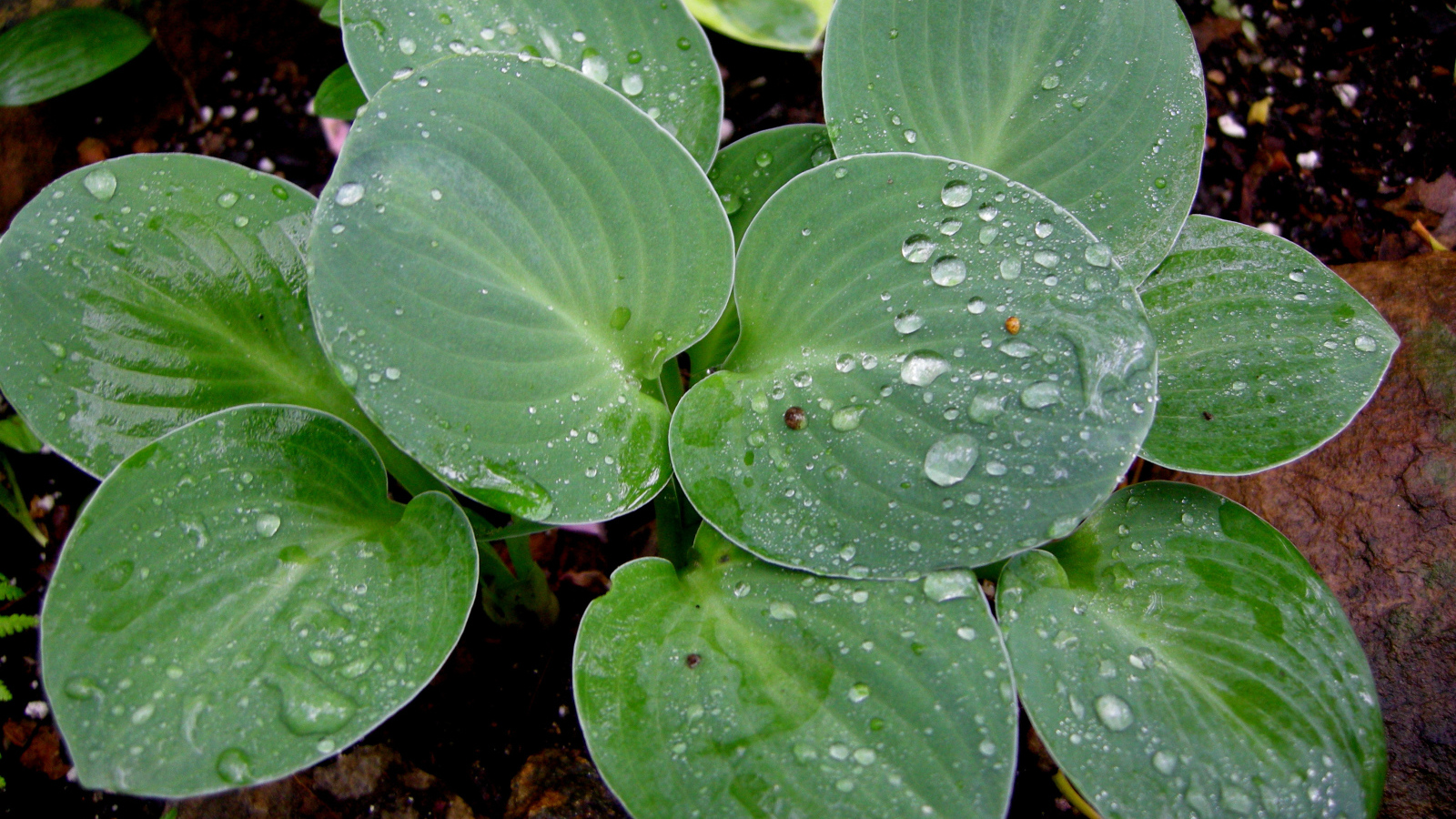 Красивая хоста на дачном участке