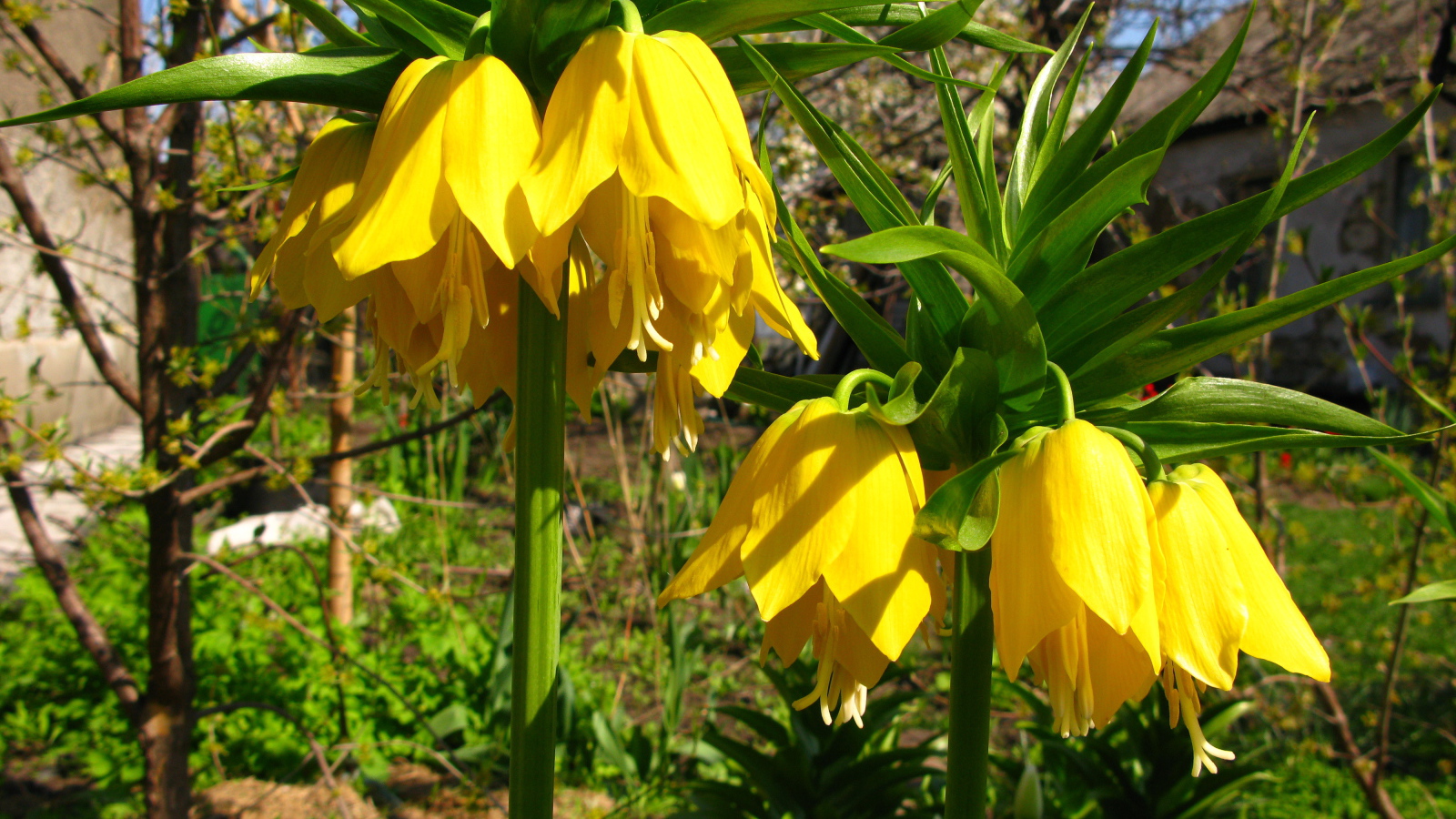 Красивый рябчик императорский в саду