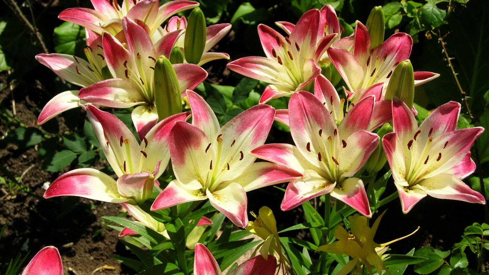 Красивая лилия в саду