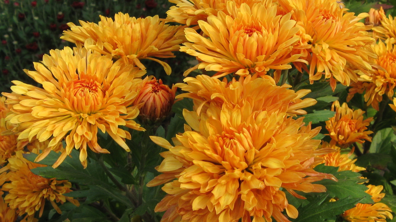 Красивые оранжевые цветы хризантема