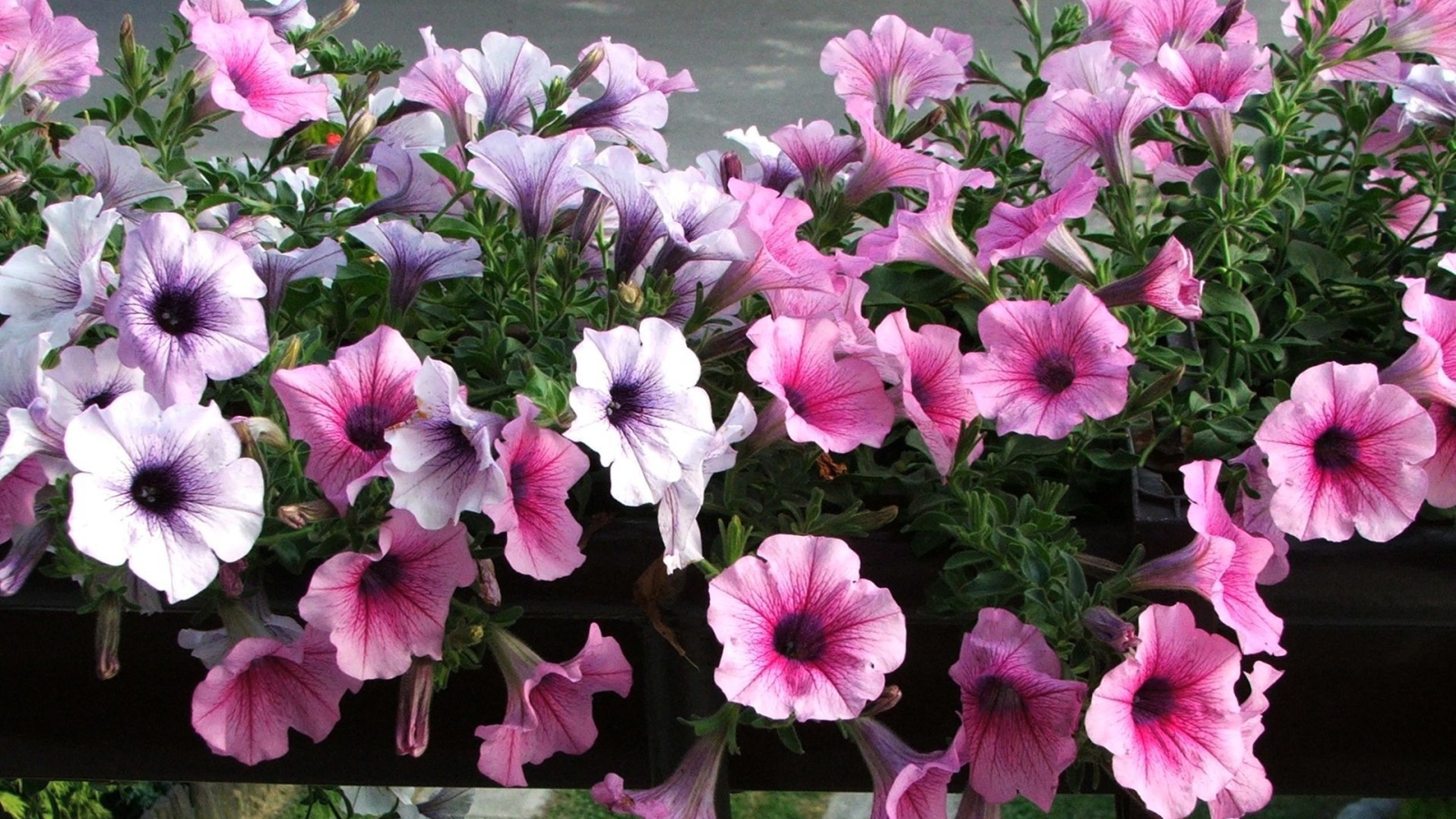 Красивая петуния на дачном участке