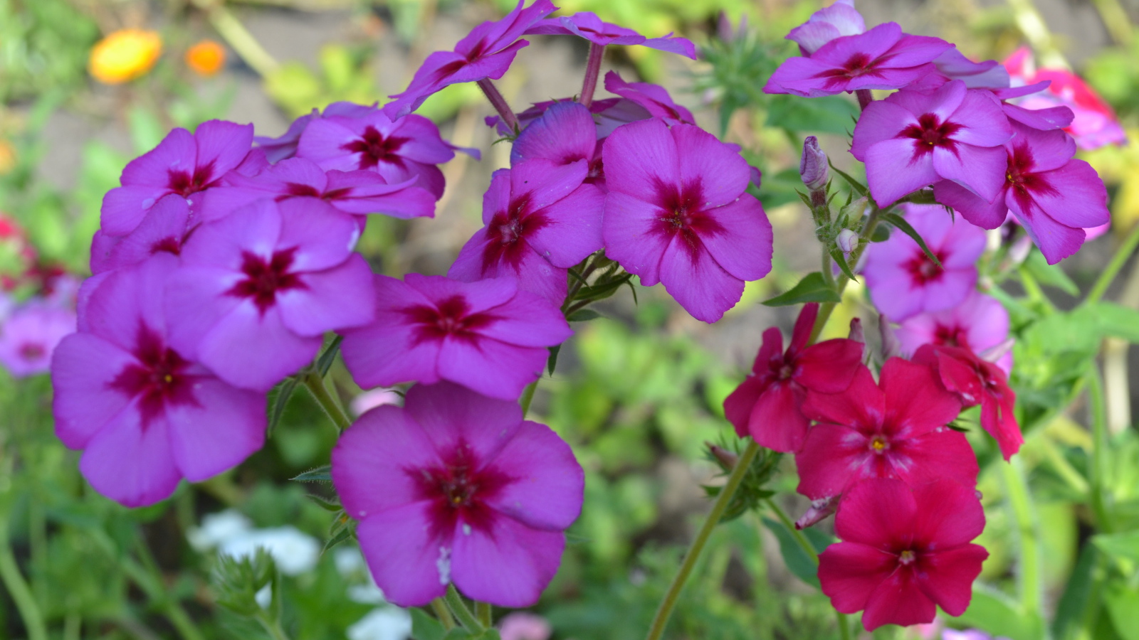 Красивые цветы флоксы в лесу