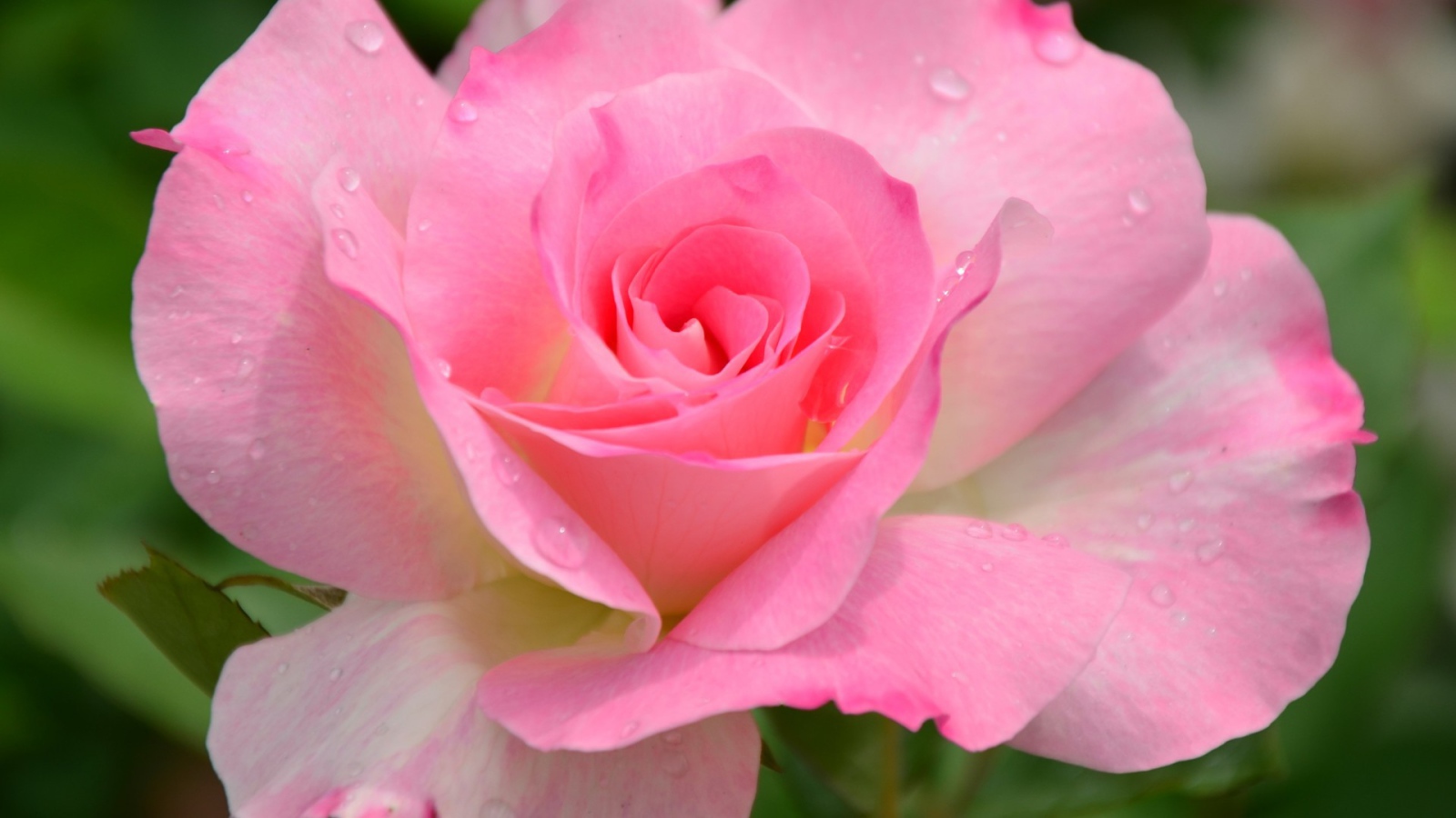 Красивый розовый цветок