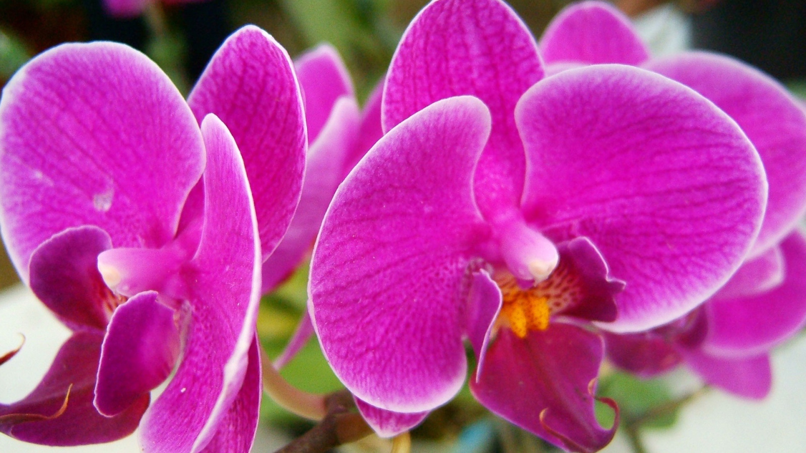 Прекрасные розовые цветы