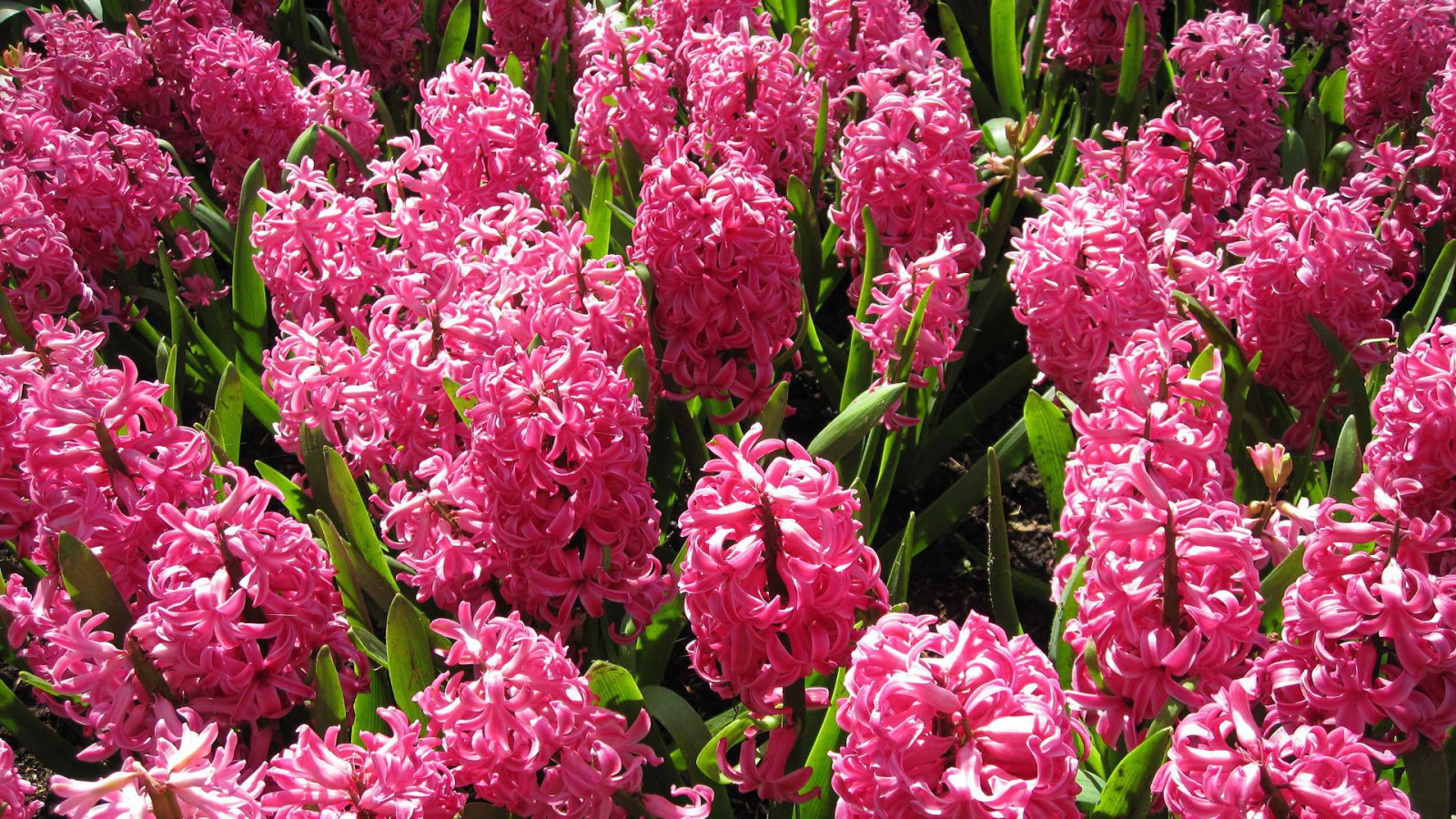 Красивые розовые гиацинты на поляне