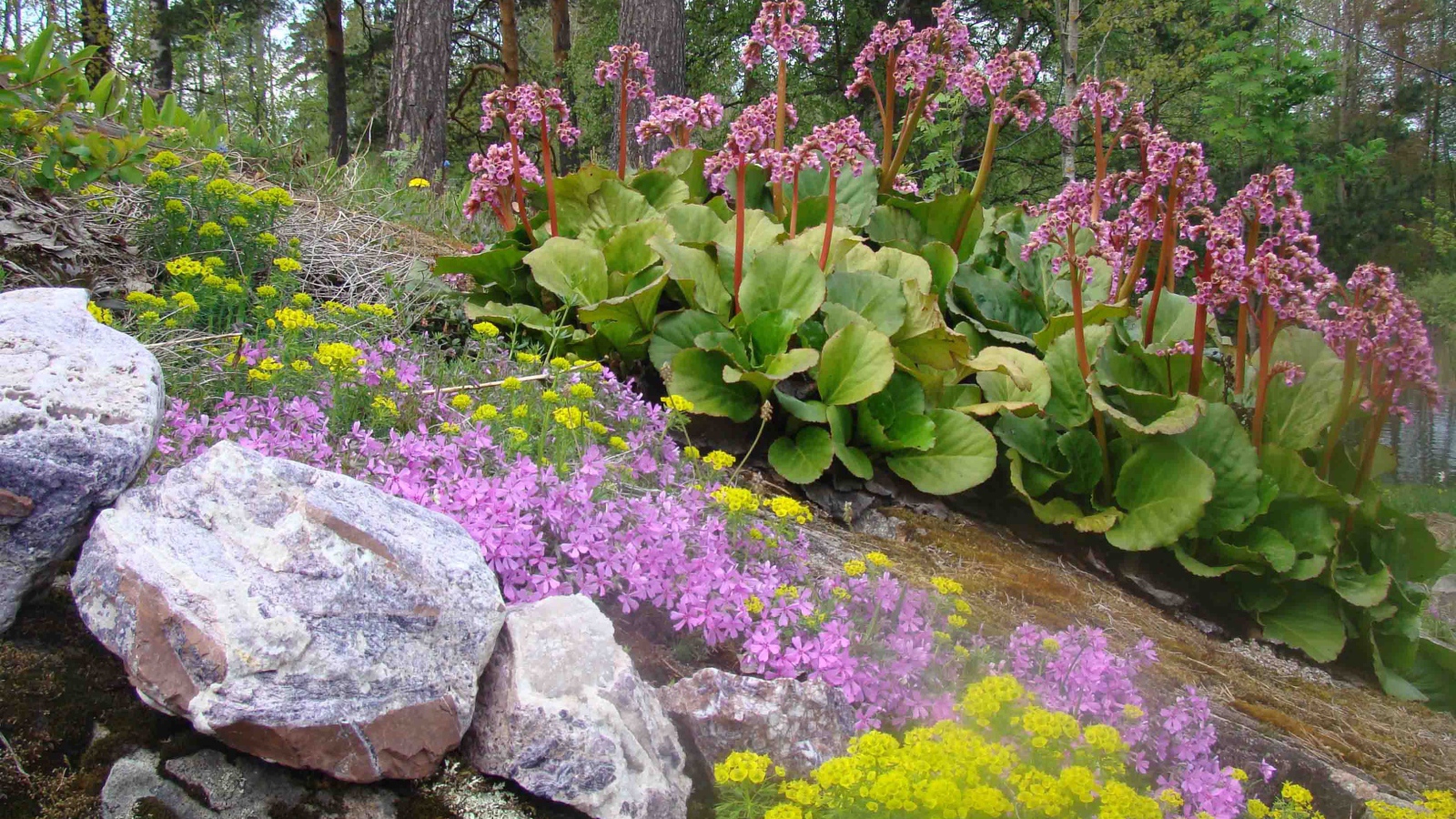 Красивое растение бадан в парке