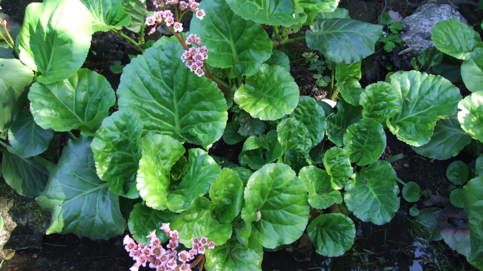 Красивое растение бадан на солнце