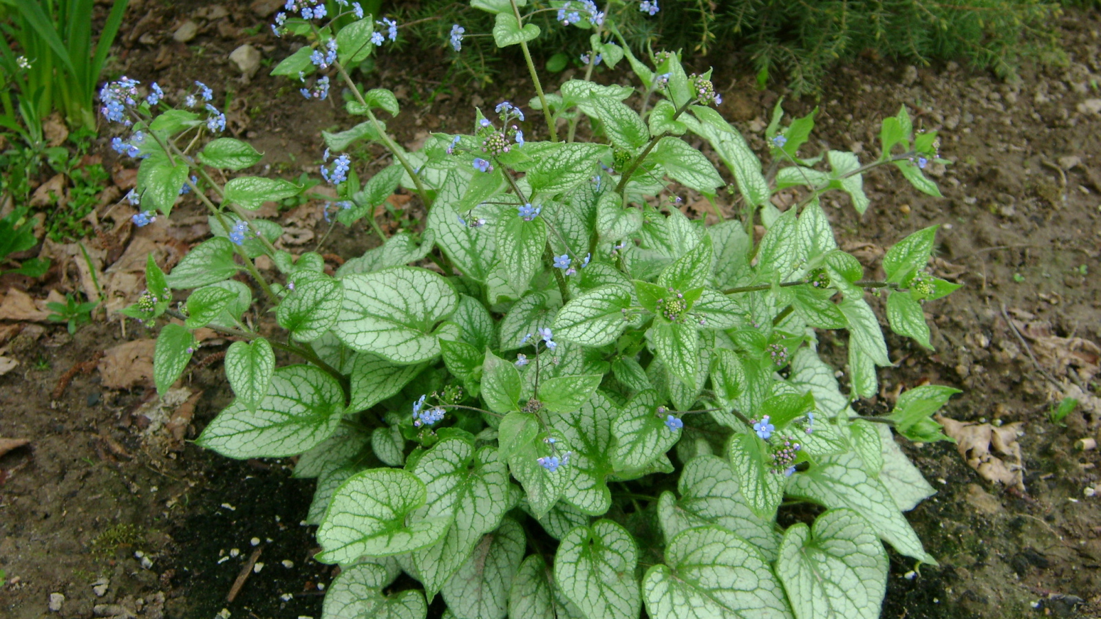 Красивое растение бруннера