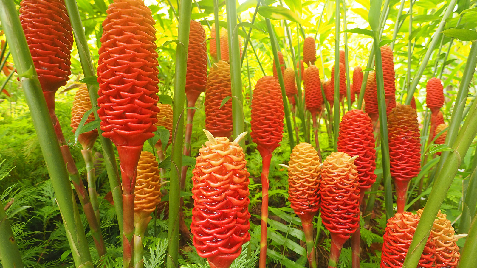 Красивое растение роскоя (имбирь) в саду