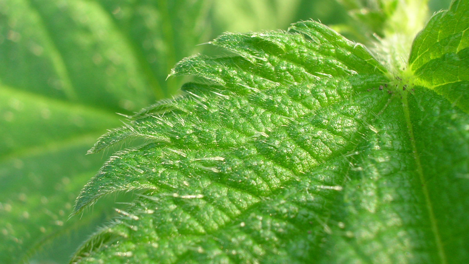 Красивое растение аюга на поляне