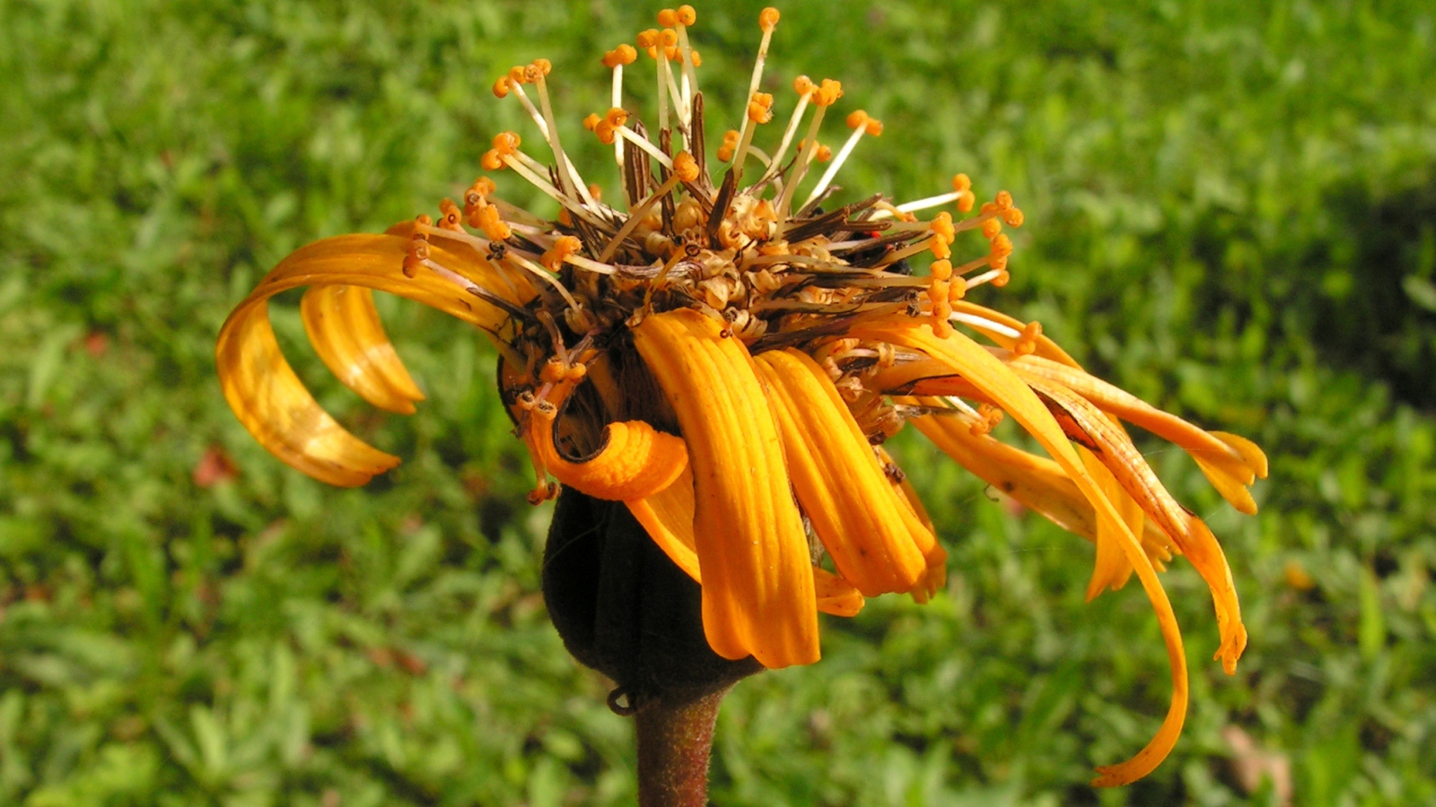 Красивое растение бузульник на поляне