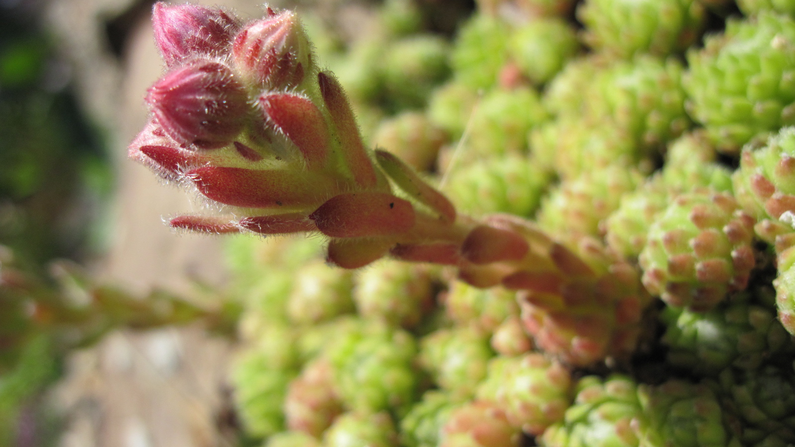 Красивое растение молодило на дачном участке