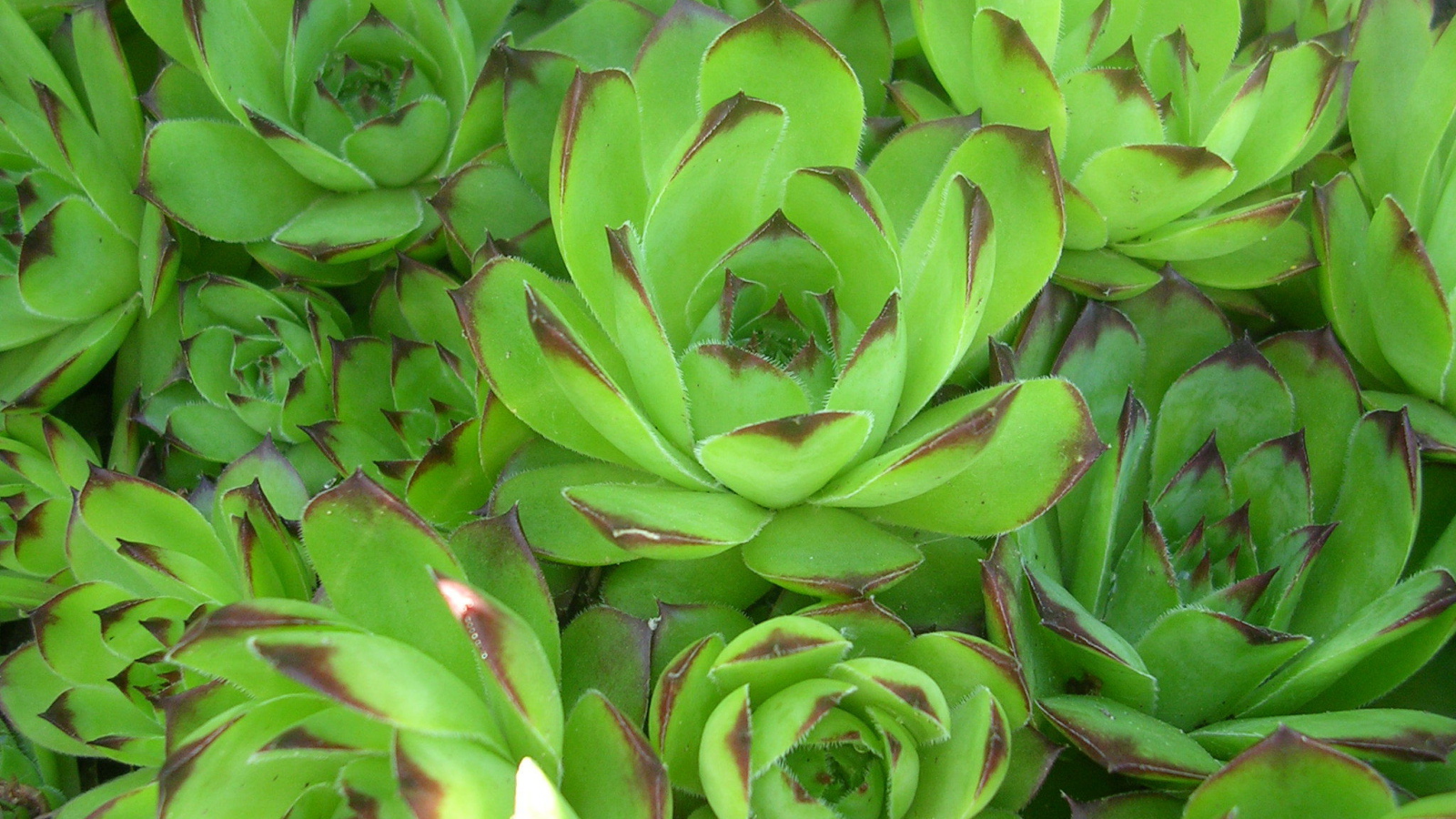 Красивое растение молодило в лесу