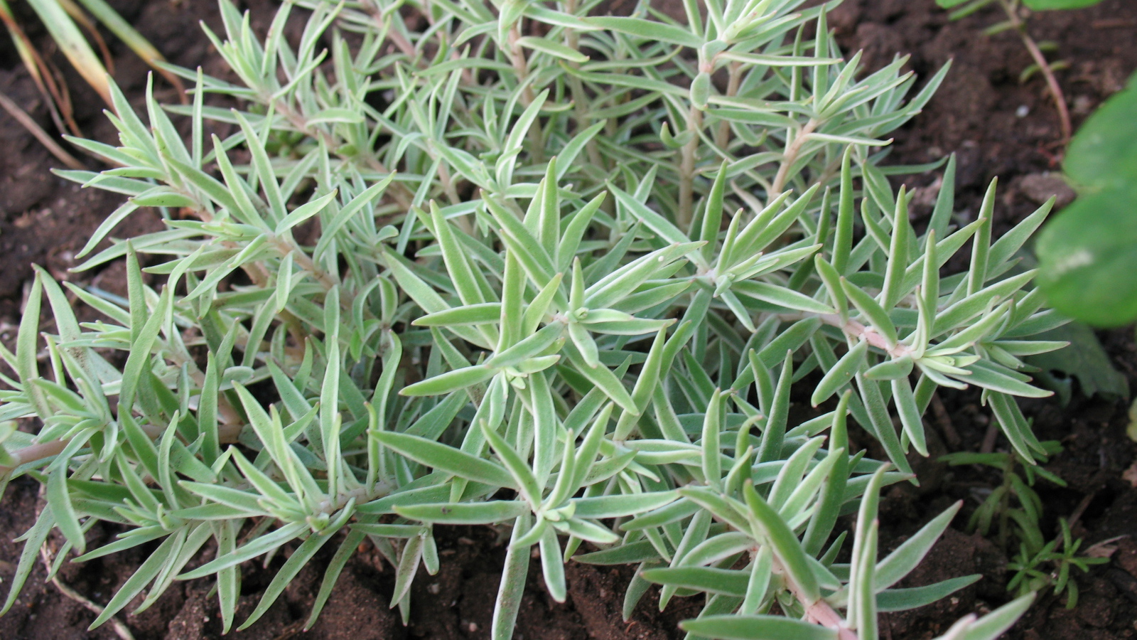 Красивое растение седум в саду