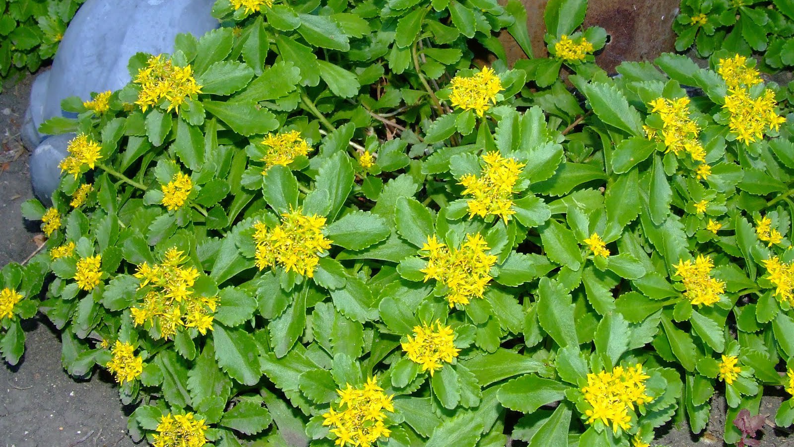 Красивое растение седум на клумбе в саду