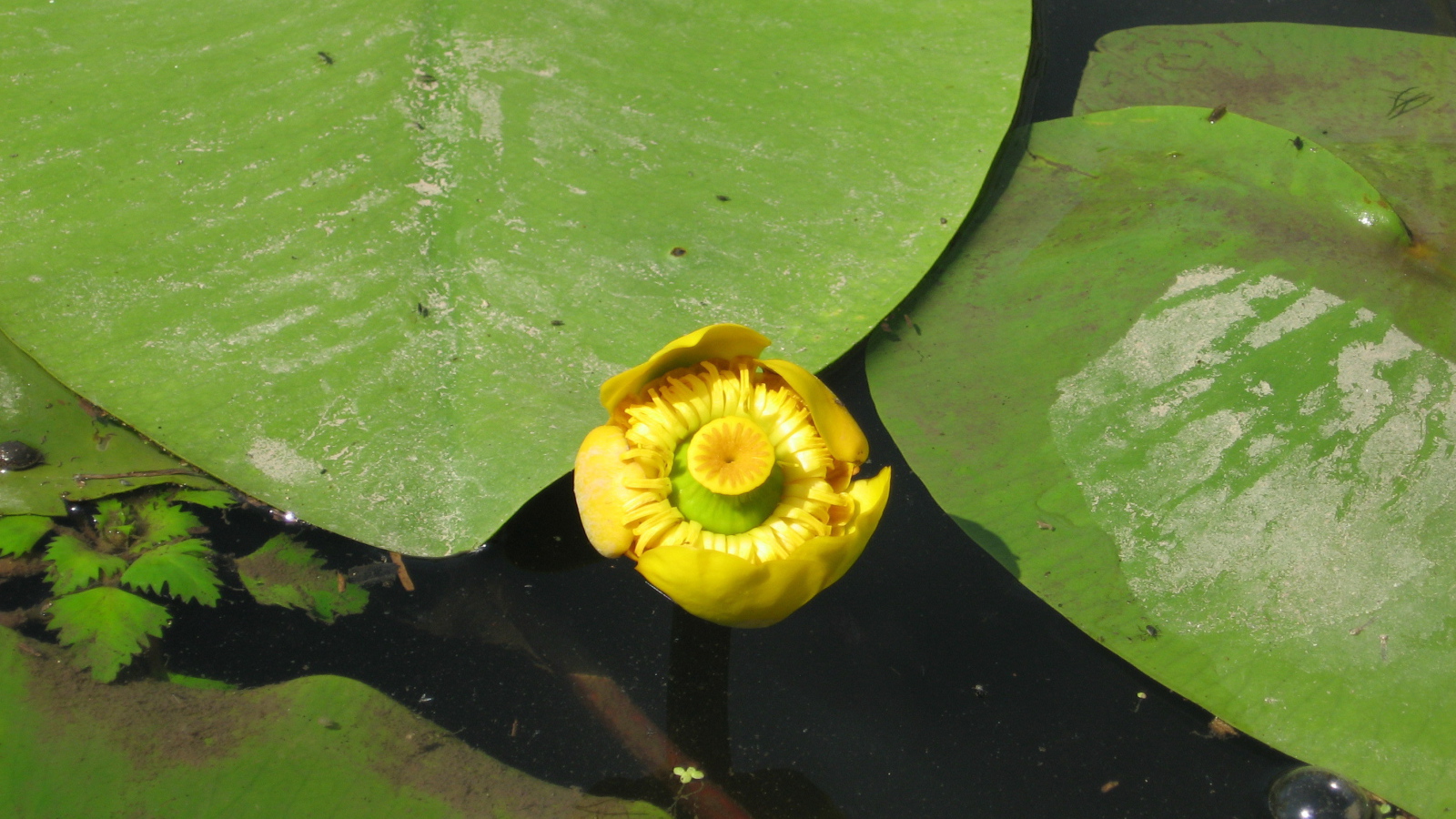 Красивое растение желтая кубышка на воде