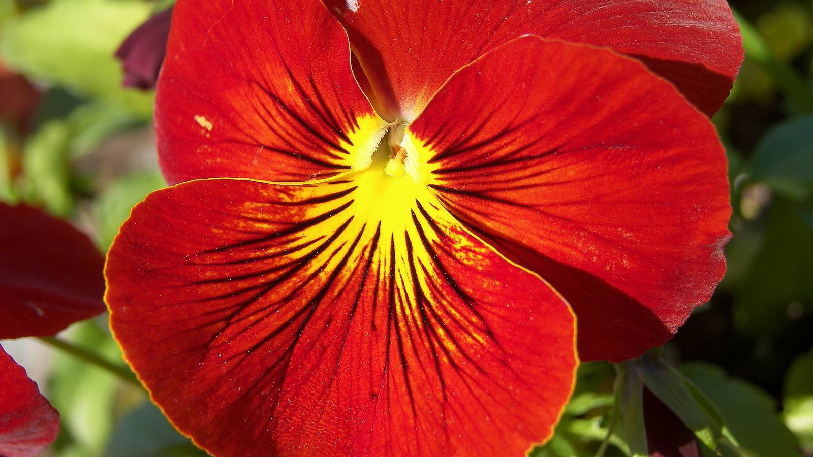 Красивый красный цветок анютины глазки