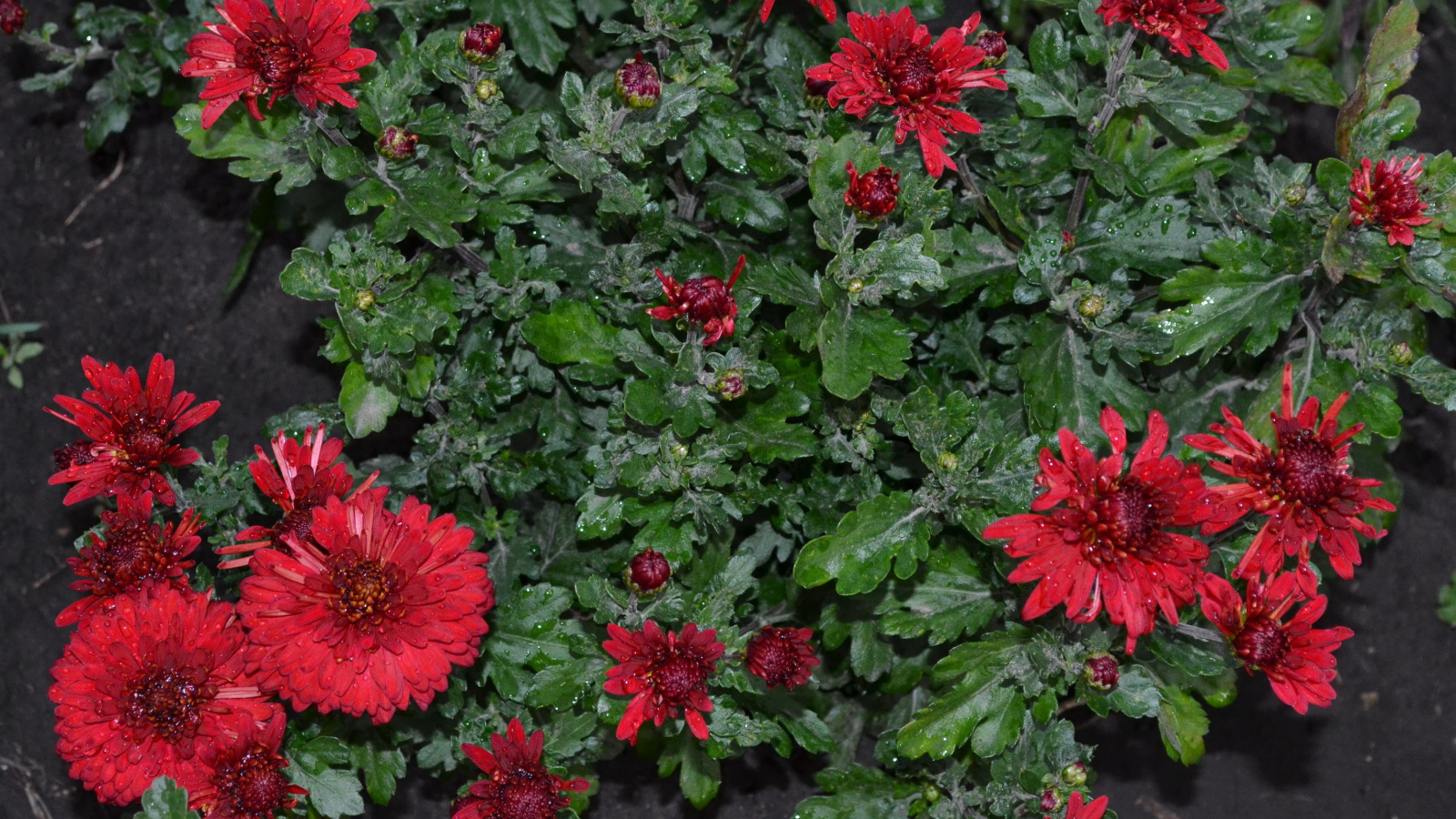 Красивые красные цветы хризантема