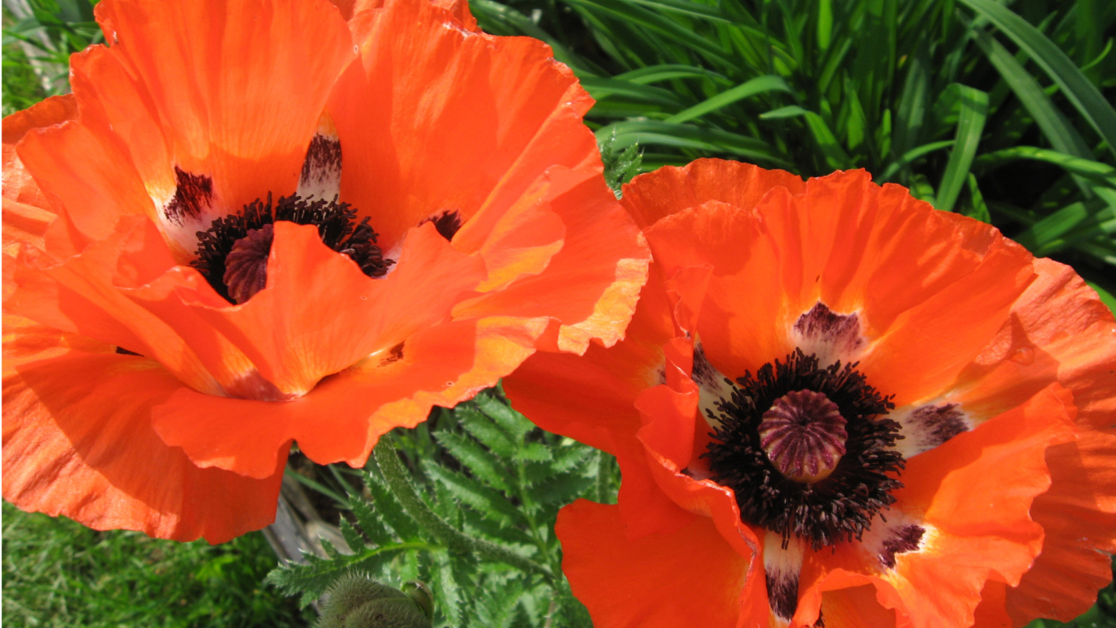 Красивый цветок красный мак